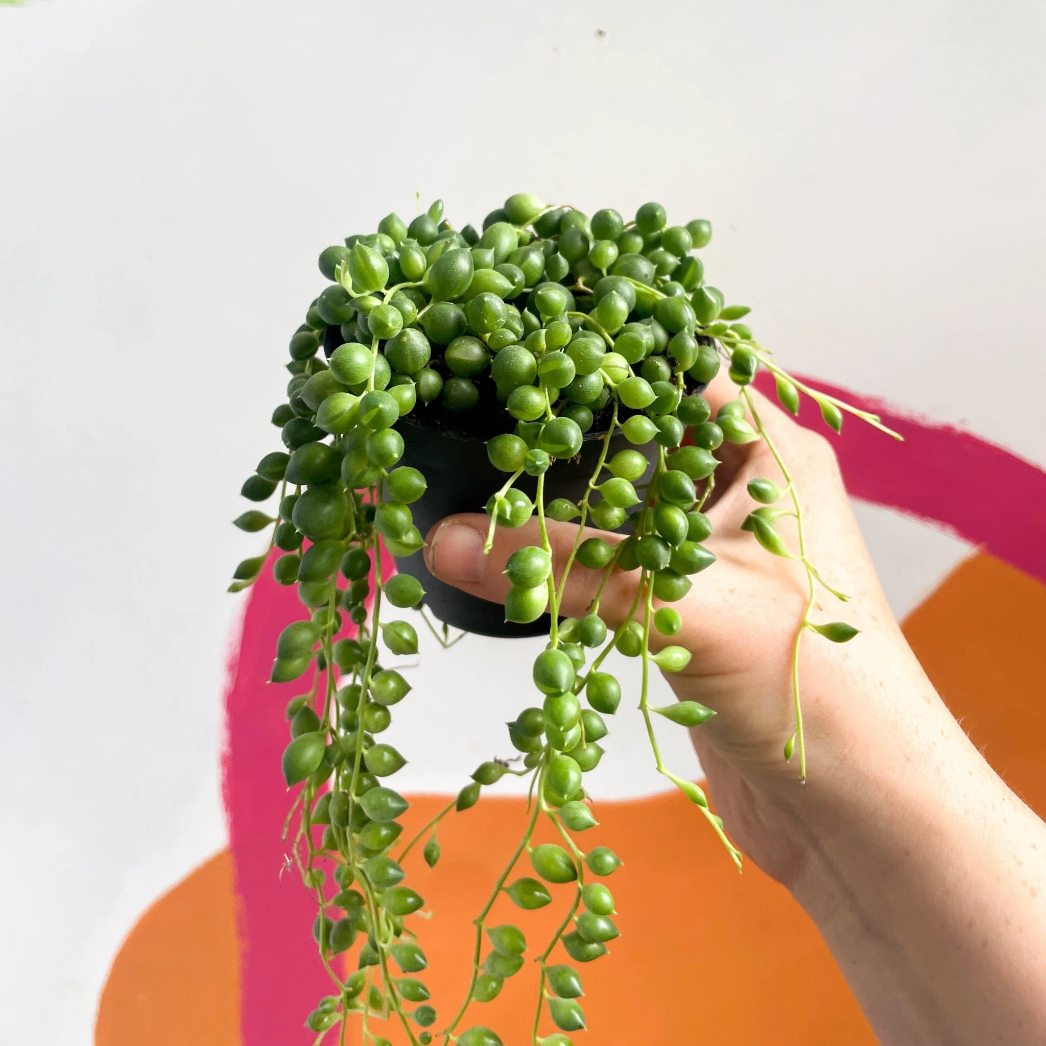 Senecio rowleyanus - String of Pearls - Image 10