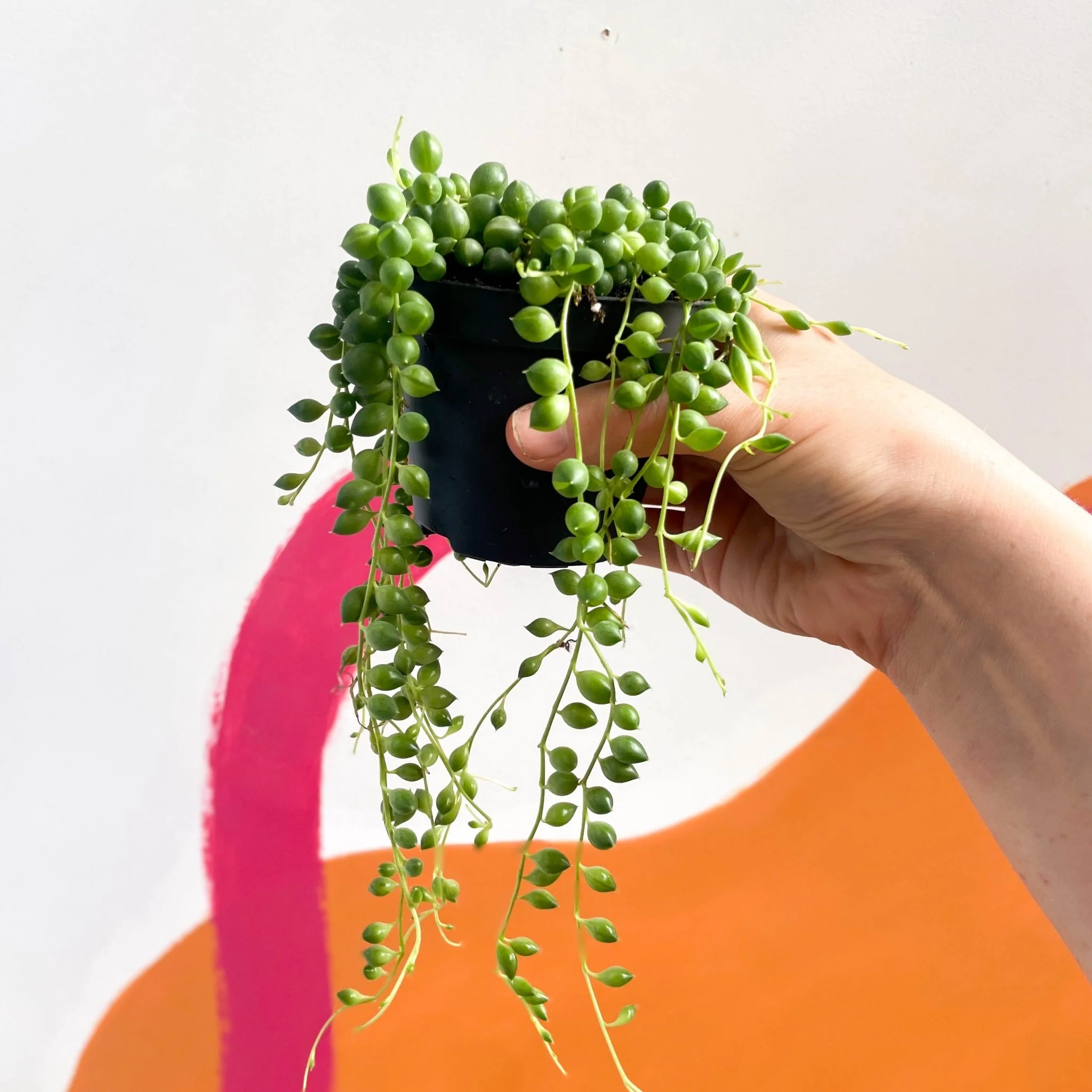 Senecio rowleyanus - String of Pearls - Image 11