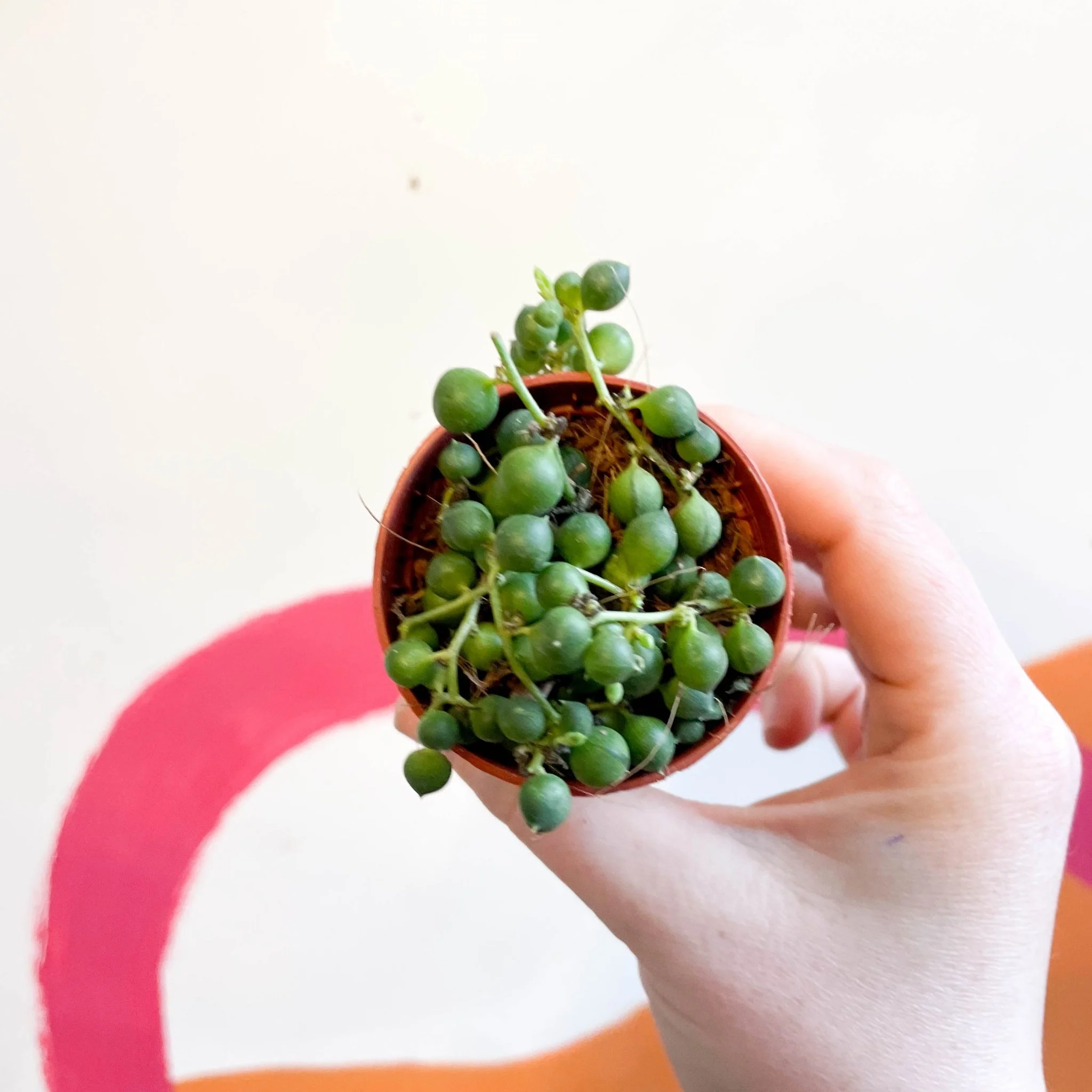 Senecio rowleyanus - String of Pearls - Image 12