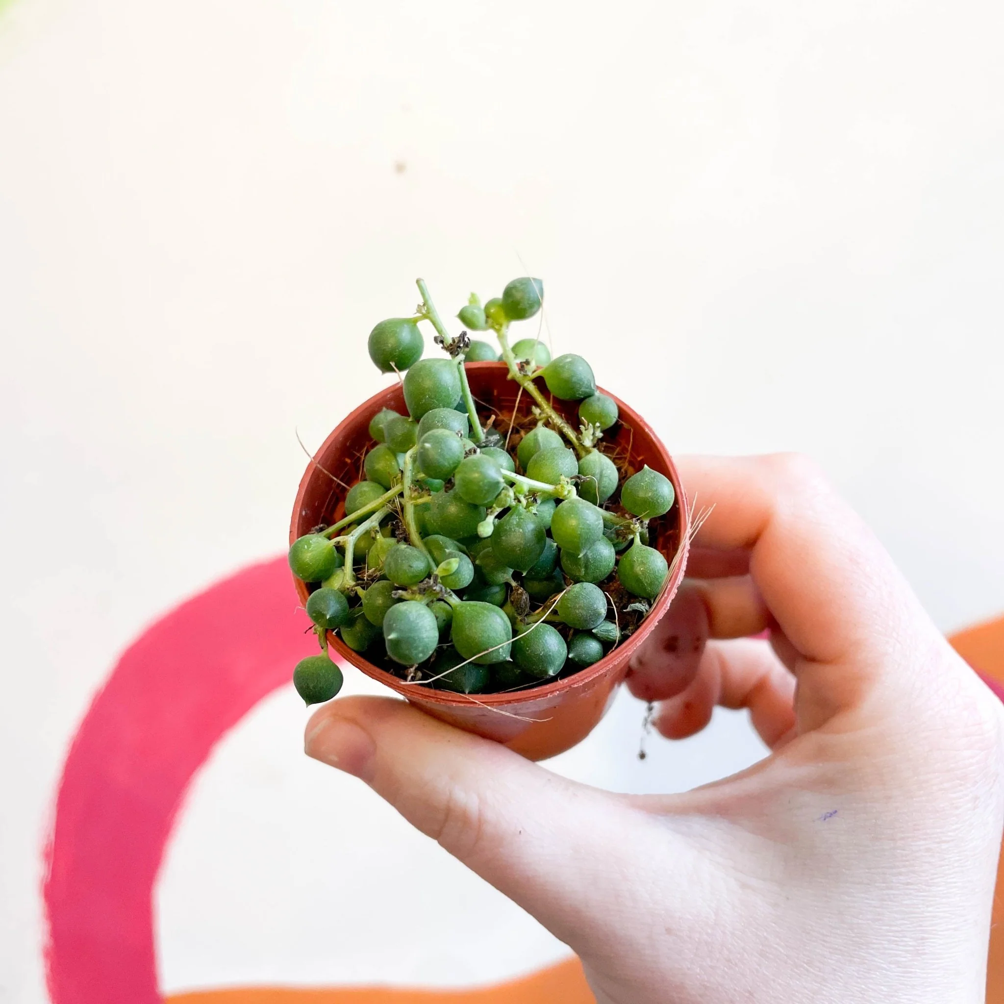 Senecio rowleyanus - String of Pearls - Image 13