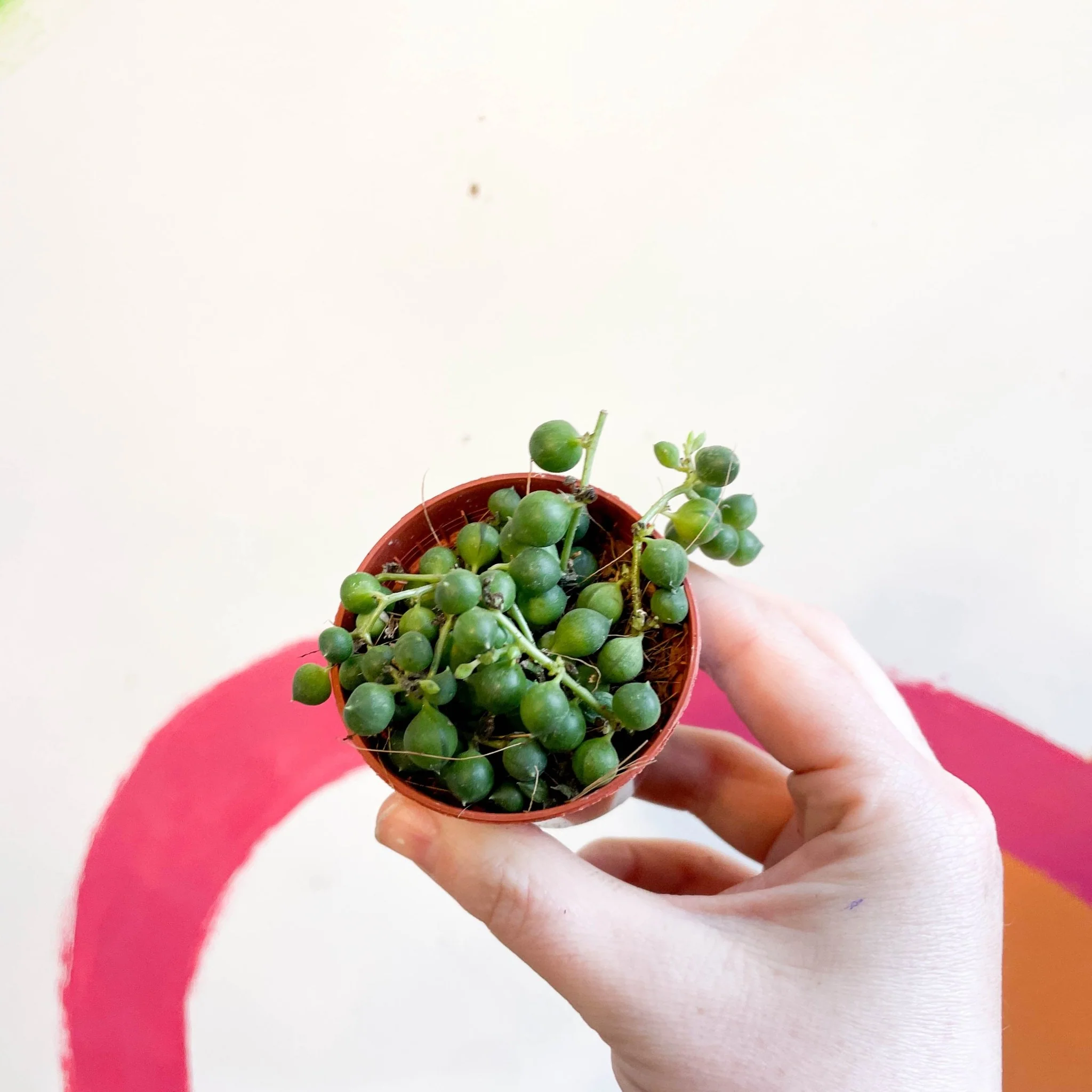 Senecio rowleyanus - String of Pearls - Image 2