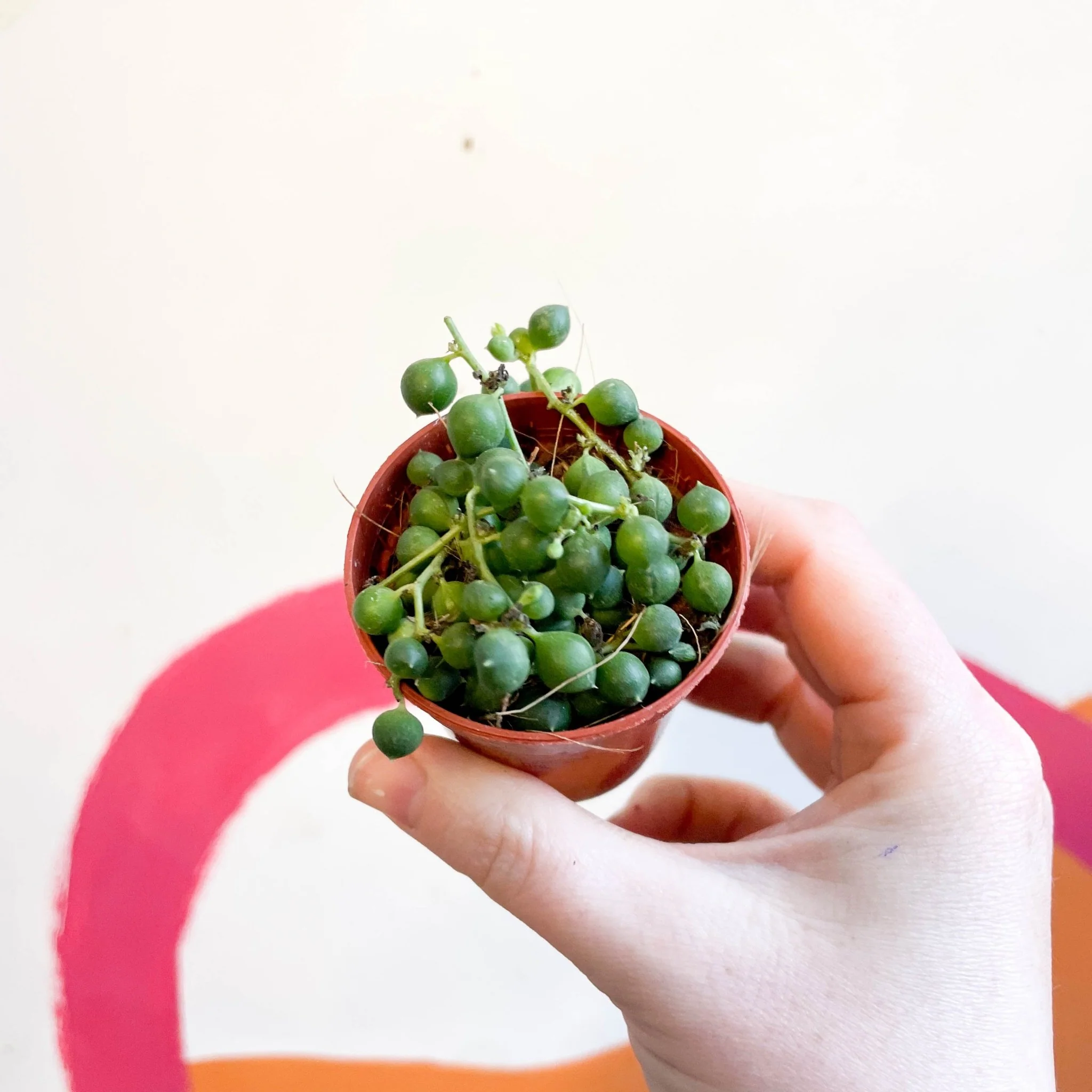 Senecio rowleyanus - String of Pearls - Image 3