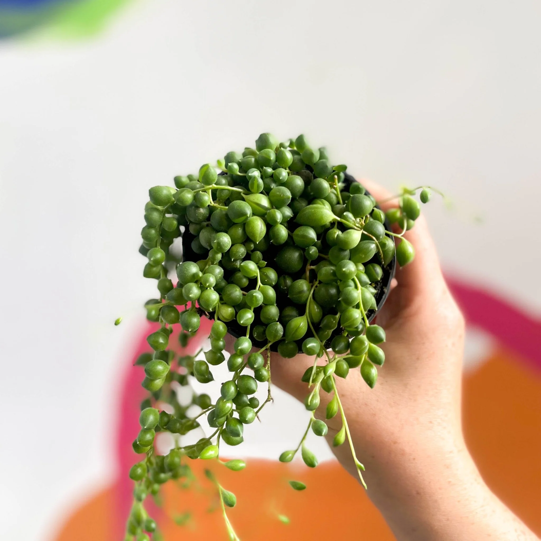 Senecio rowleyanus - String of Pearls - Image 4