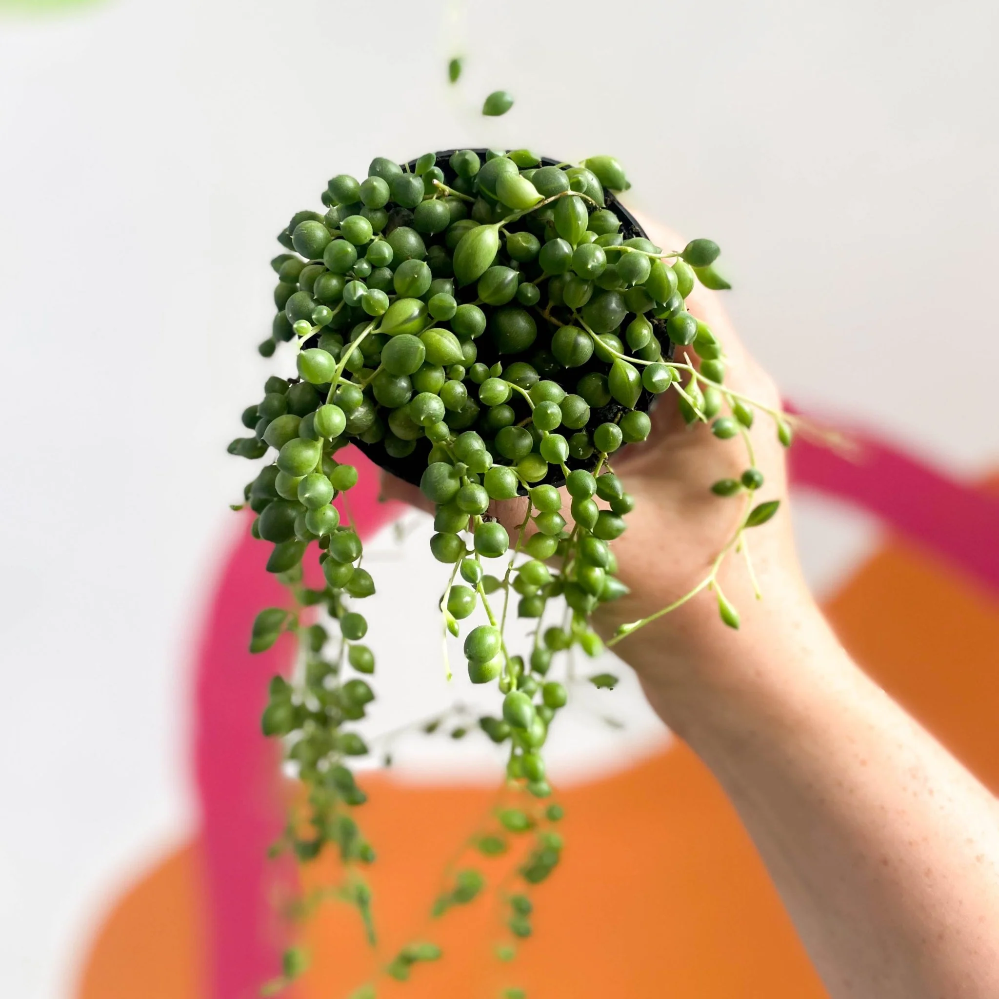 Senecio rowleyanus - String of Pearls - Image 5