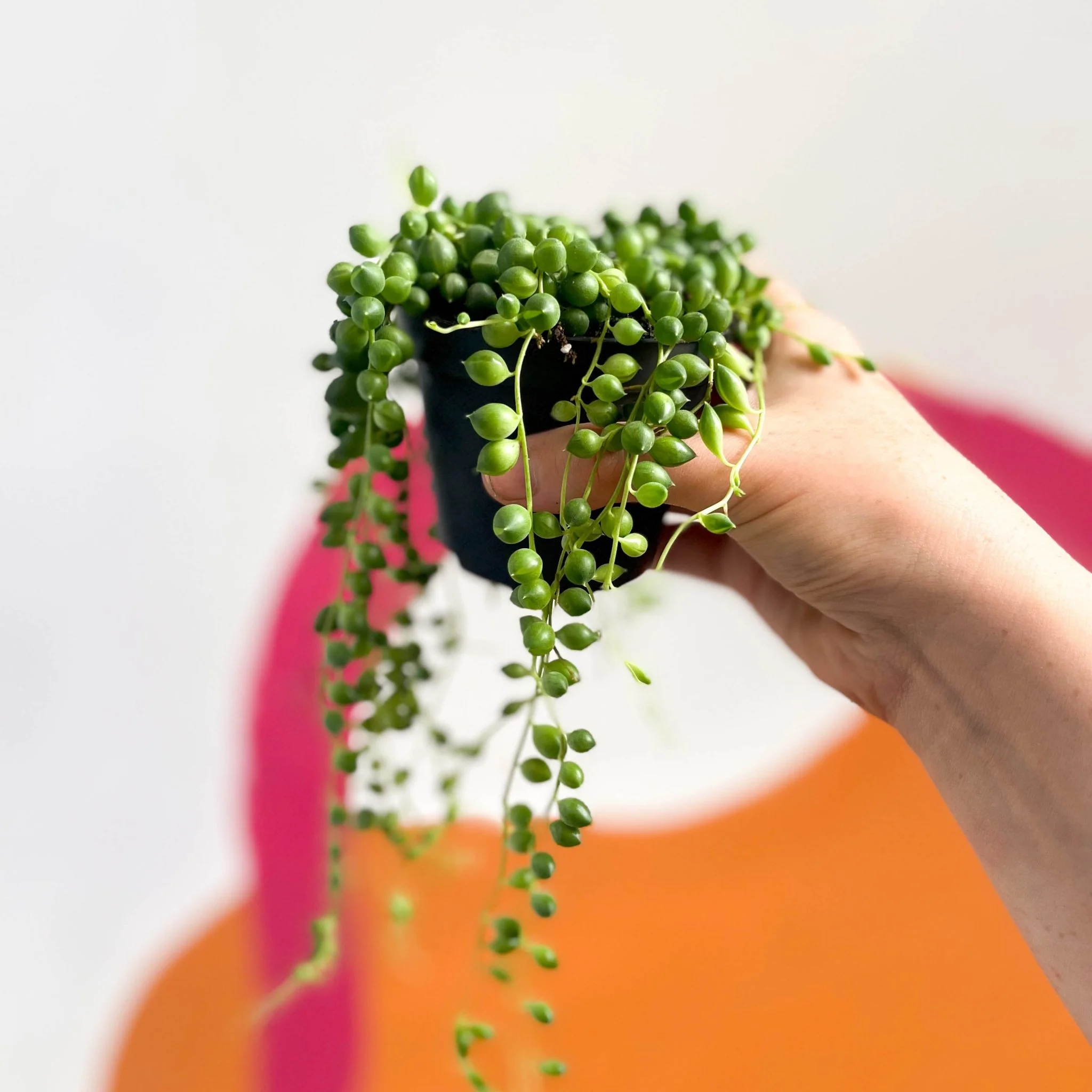 Senecio rowleyanus - String of Pearls - Image 6