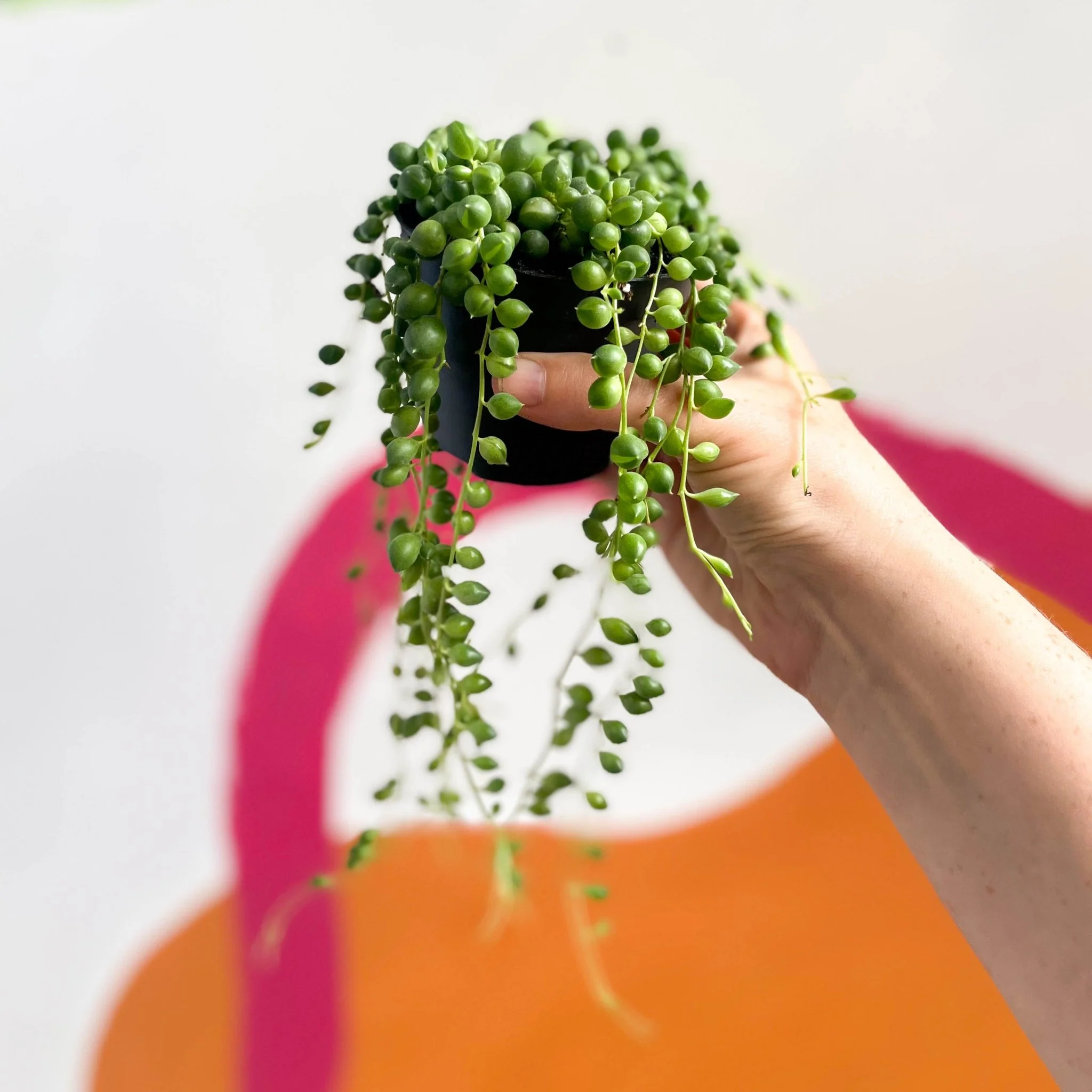 Senecio rowleyanus - String of Pearls - Image 7
