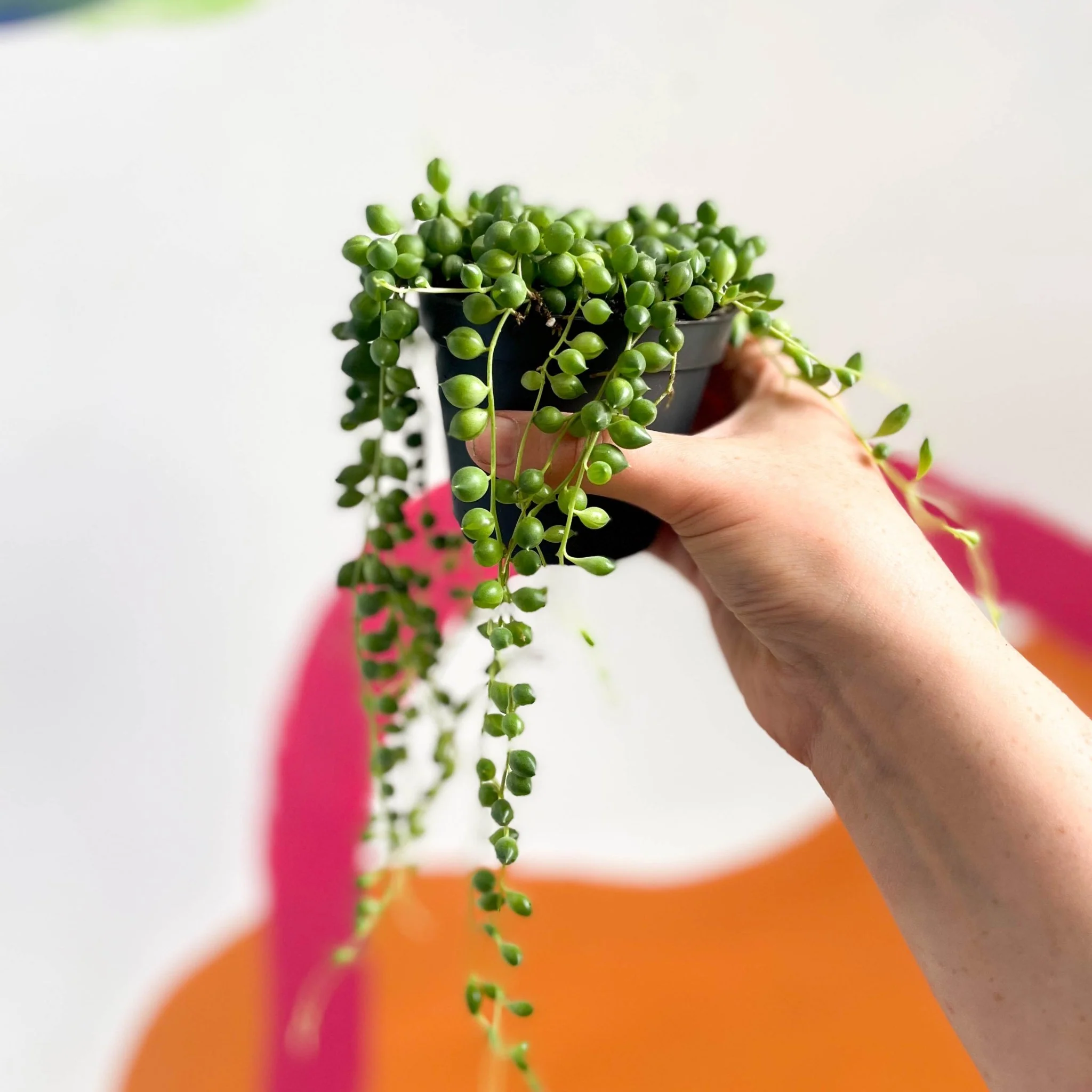Senecio rowleyanus - String of Pearls - Image 8