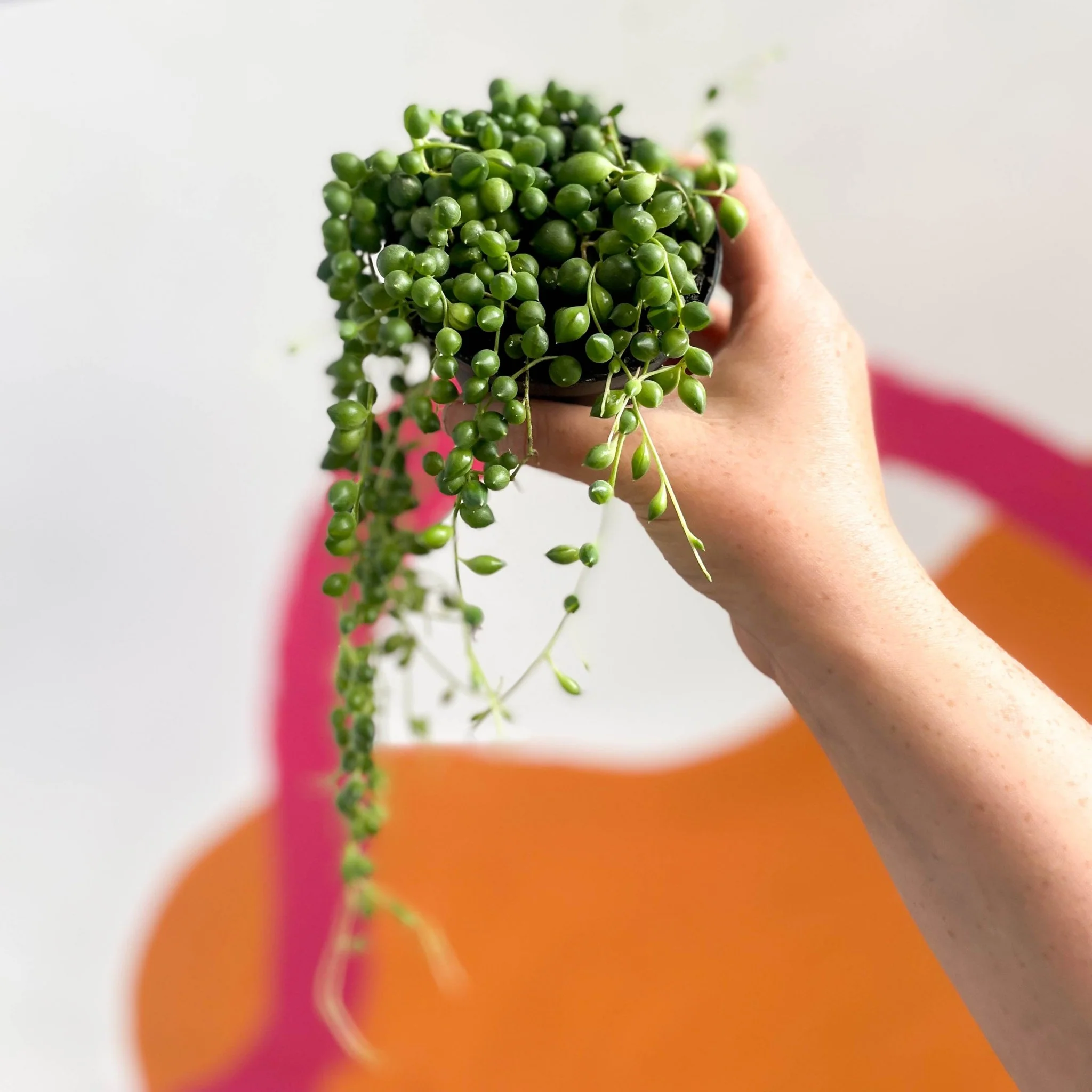 Senecio rowleyanus - String of Pearls - Image 9