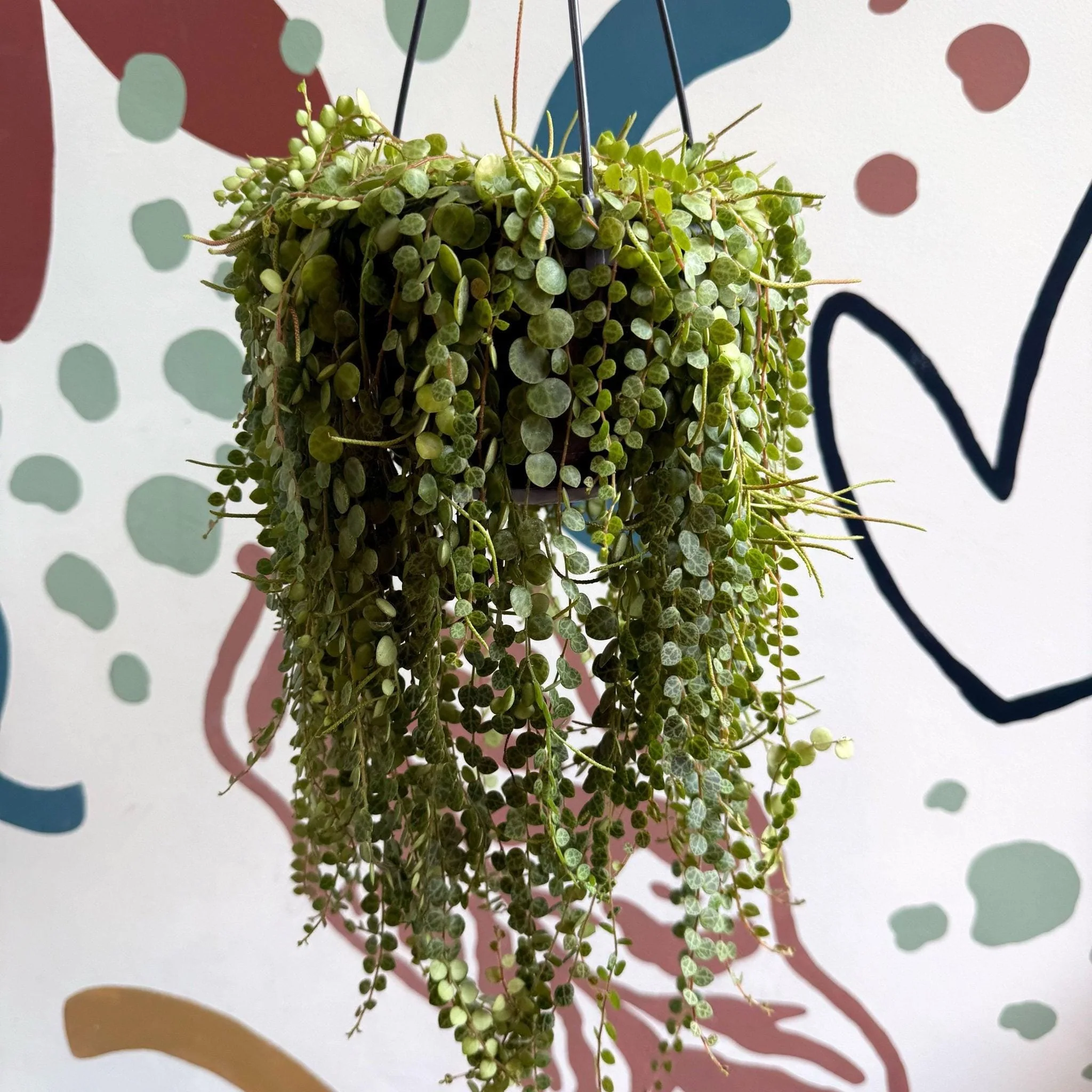 Peperomia prostrata - String of Turtles - Image 10