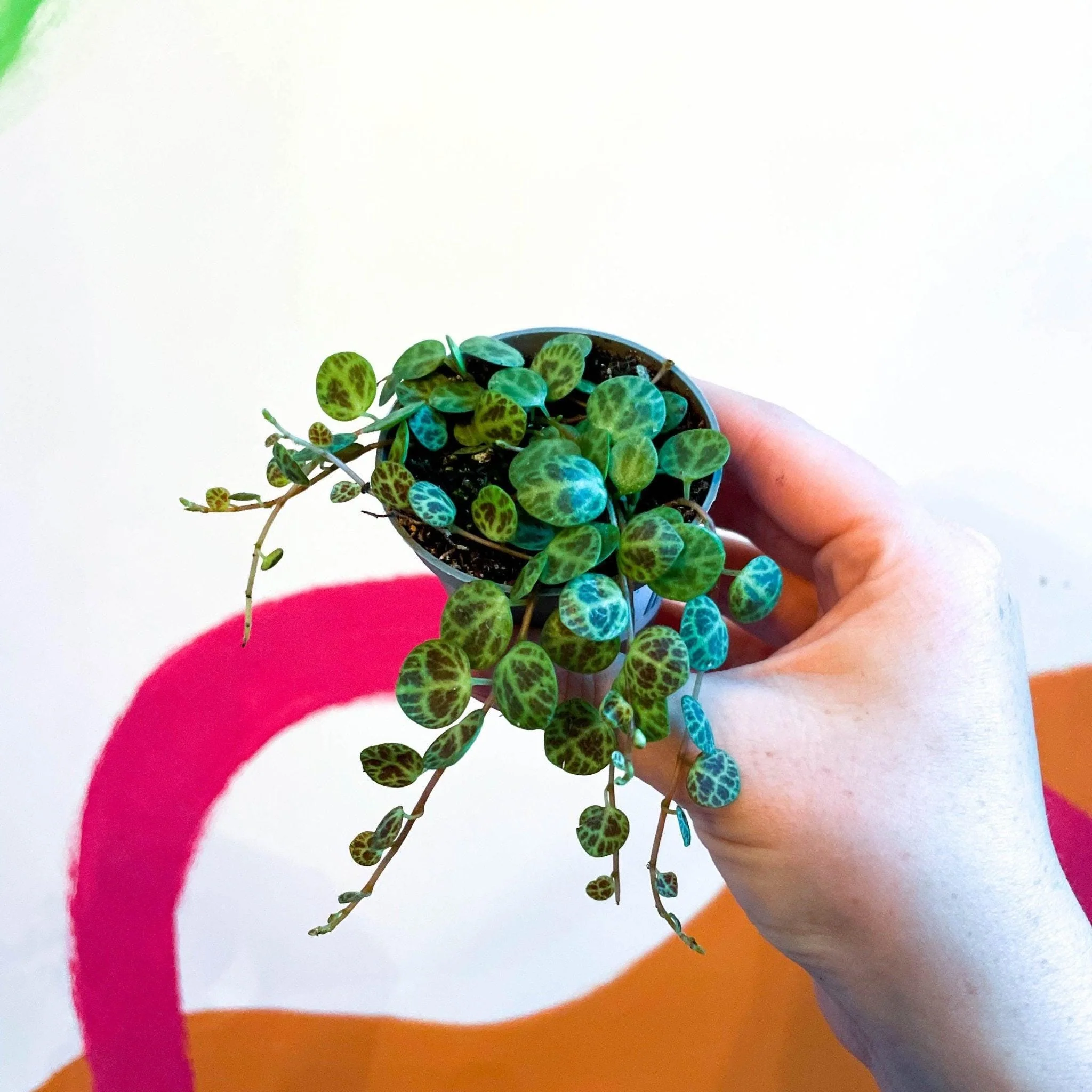 Peperomia prostrata - String of Turtles - Image 4