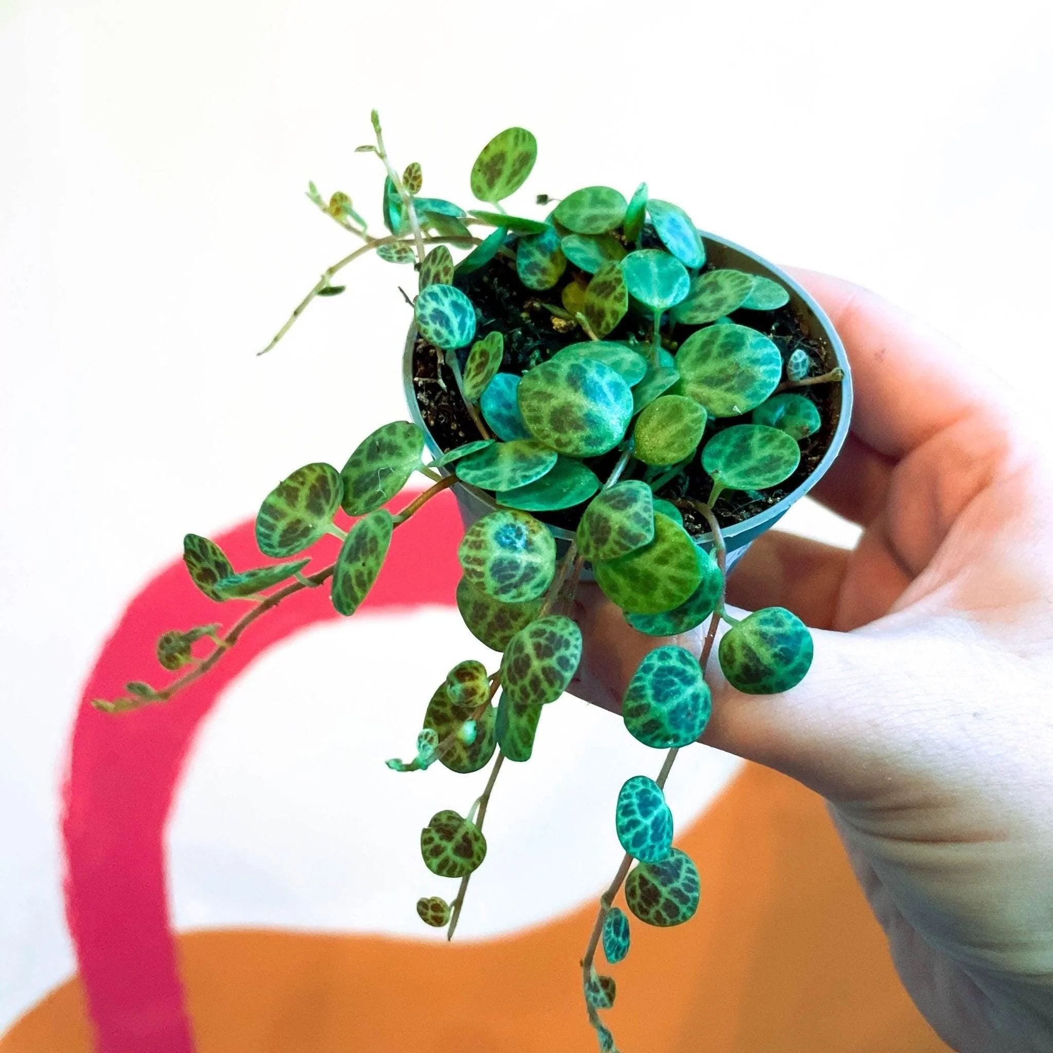 Peperomia prostrata - String of Turtles - Image 5