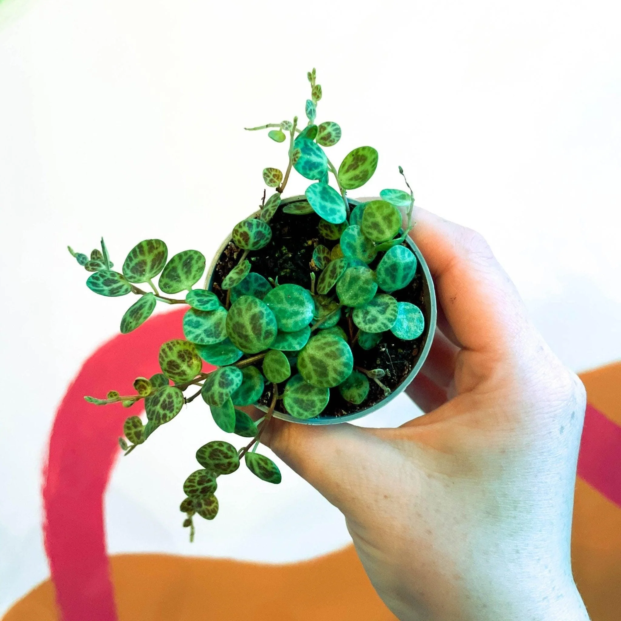 Peperomia prostrata - String of Turtles - Image 6
