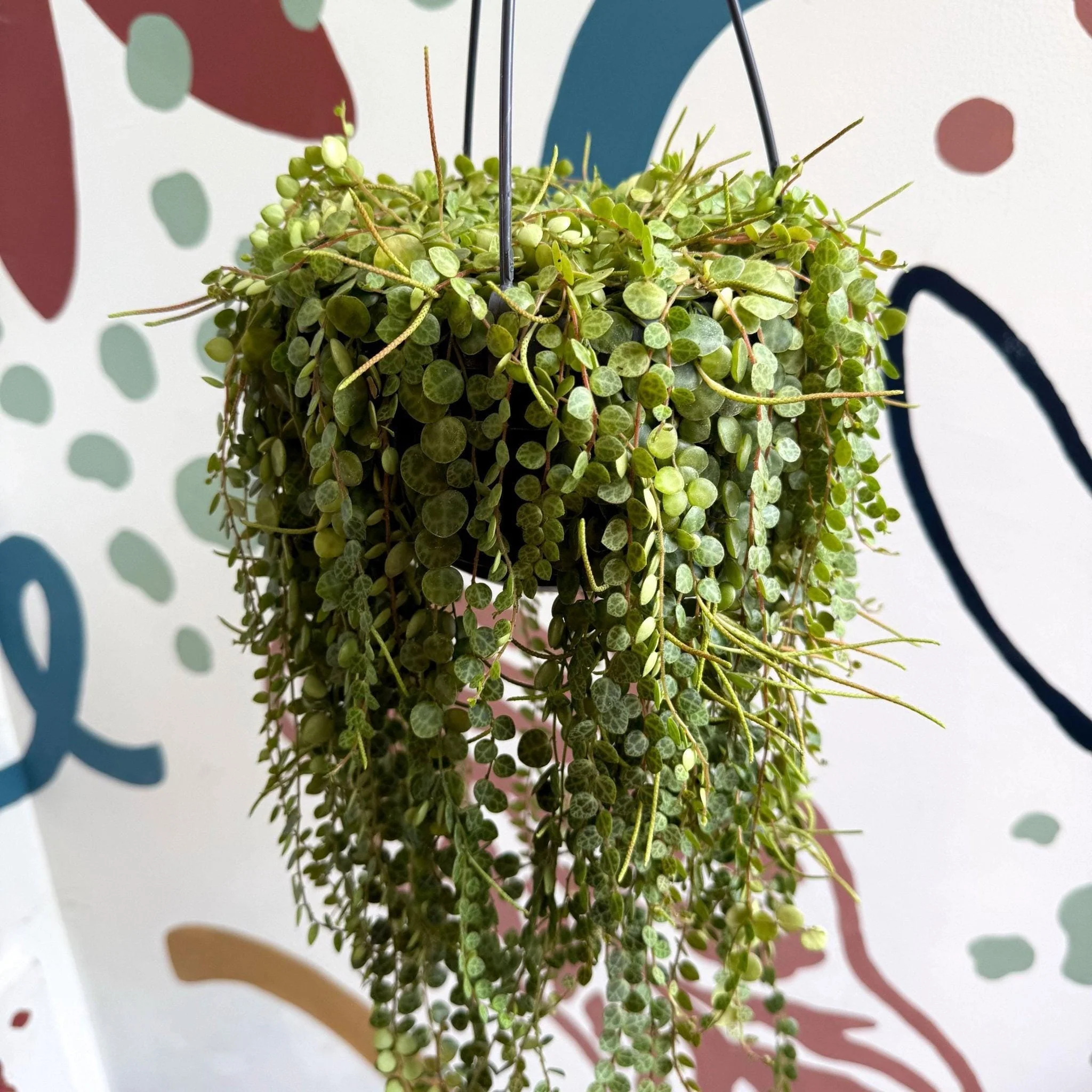 Peperomia prostrata - String of Turtles - Image 7