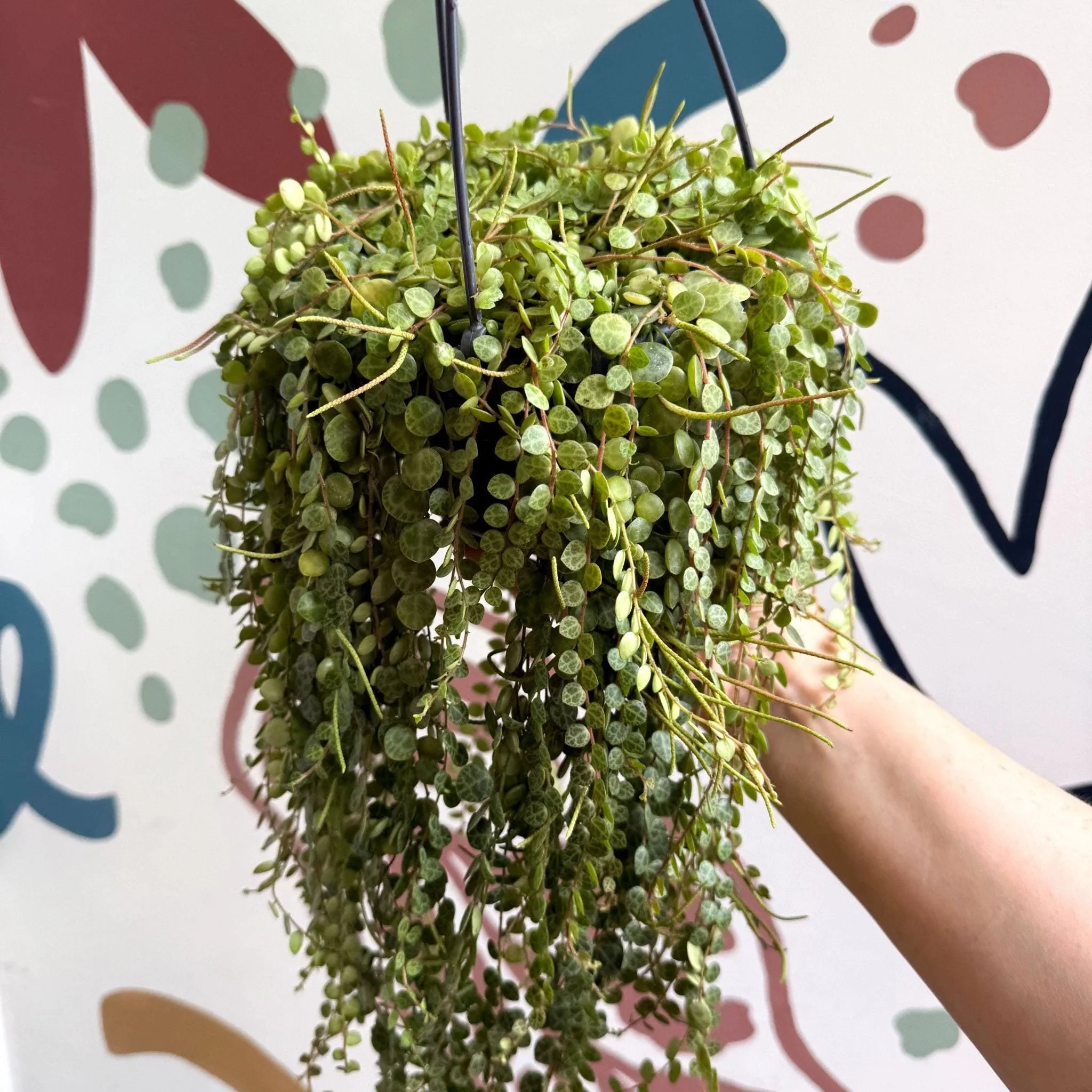 Peperomia prostrata - String of Turtles - Image 8
