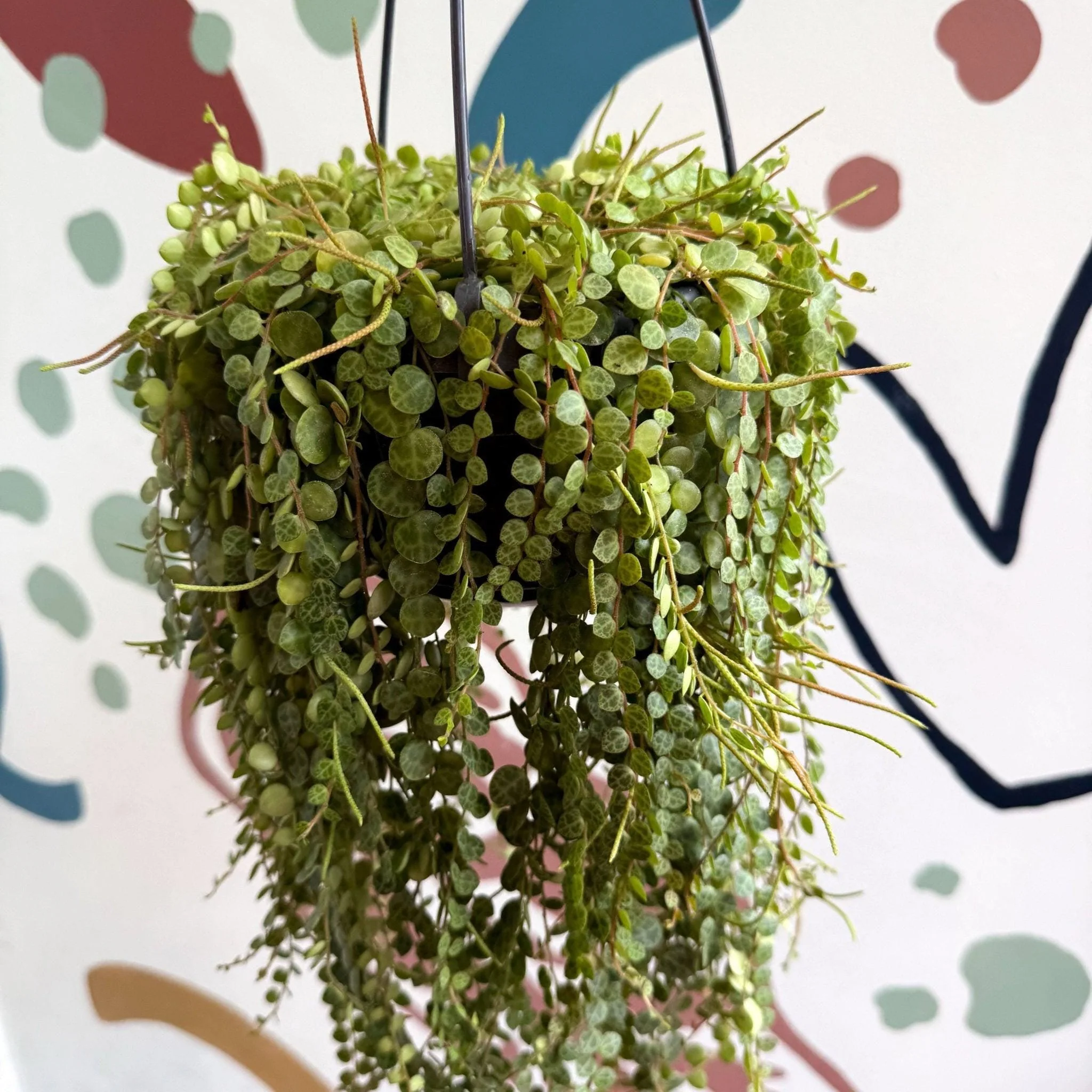 Peperomia prostrata - String of Turtles - Image 9
