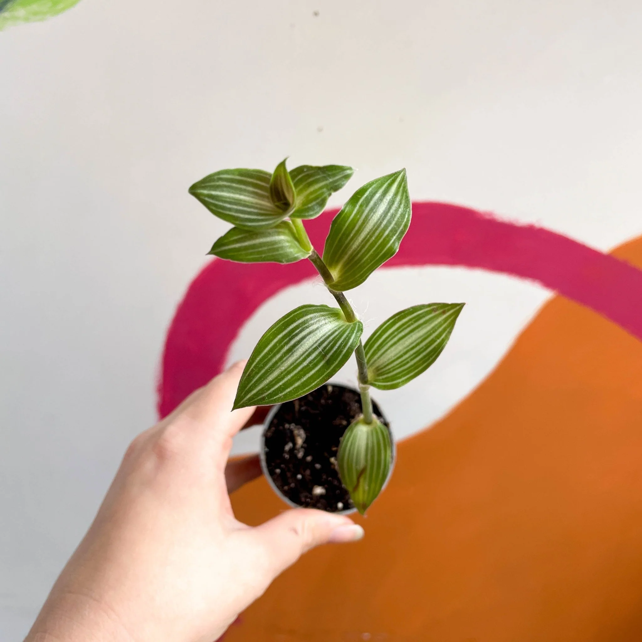 Striped Inch Plant - Callisia gentlei variegated elegans 'Tiana' - Sprouts Grown By Us