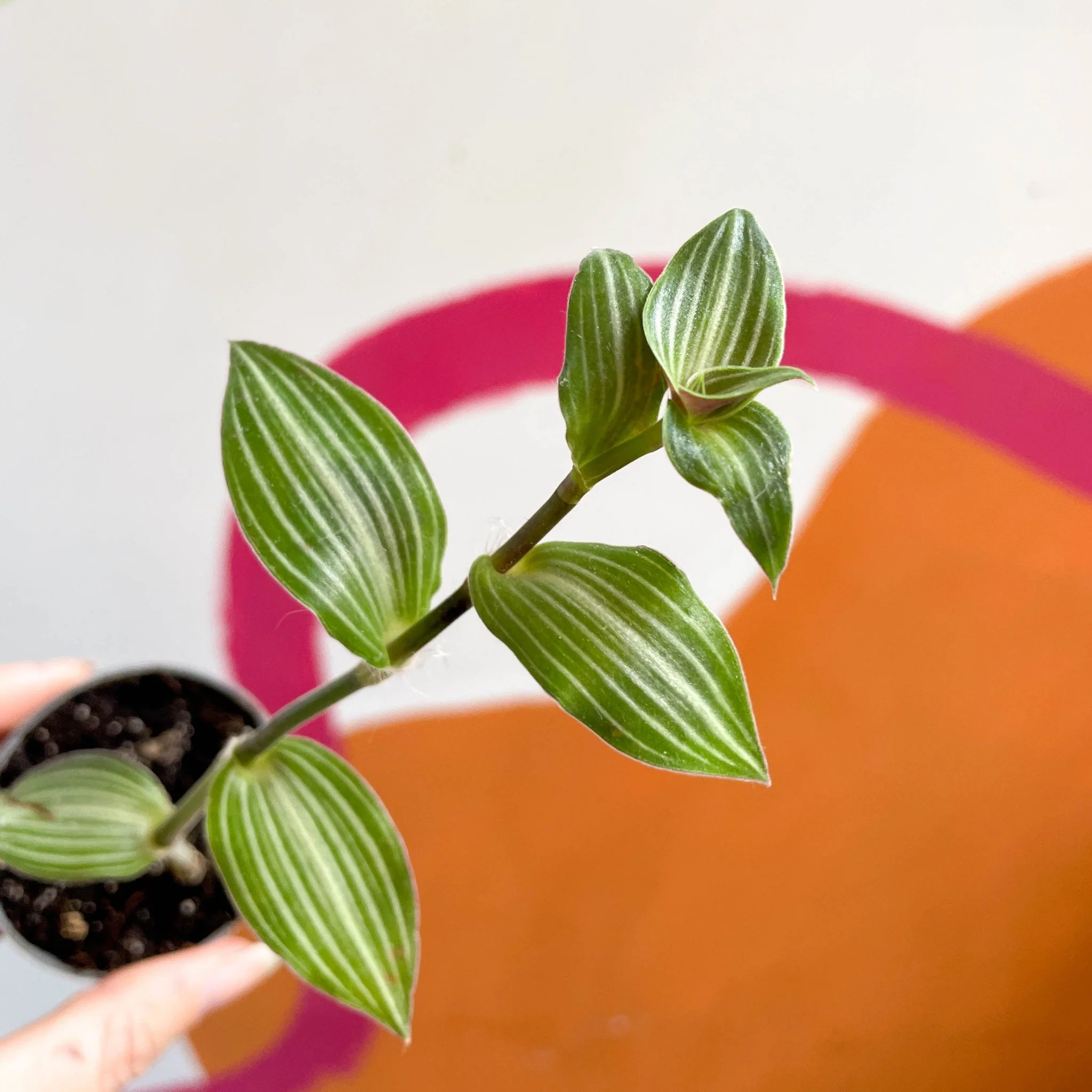 Striped Inch Plant - Callisia gentlei variegated elegans 'Tiana' - Sprouts Grown By Us - Image 2