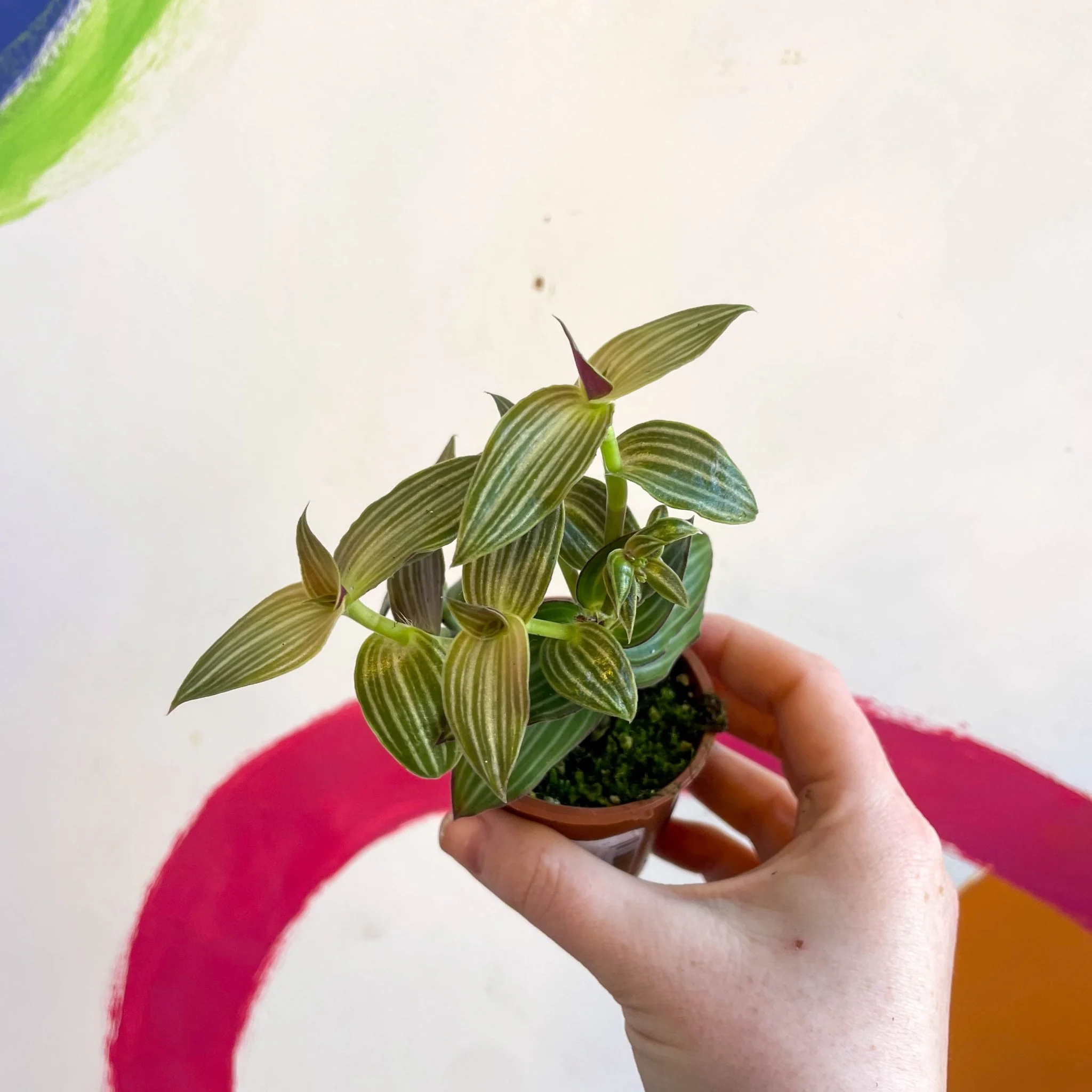 Striped Inch Plant - Callisia gentlei variegated elegans - Welsh Grown