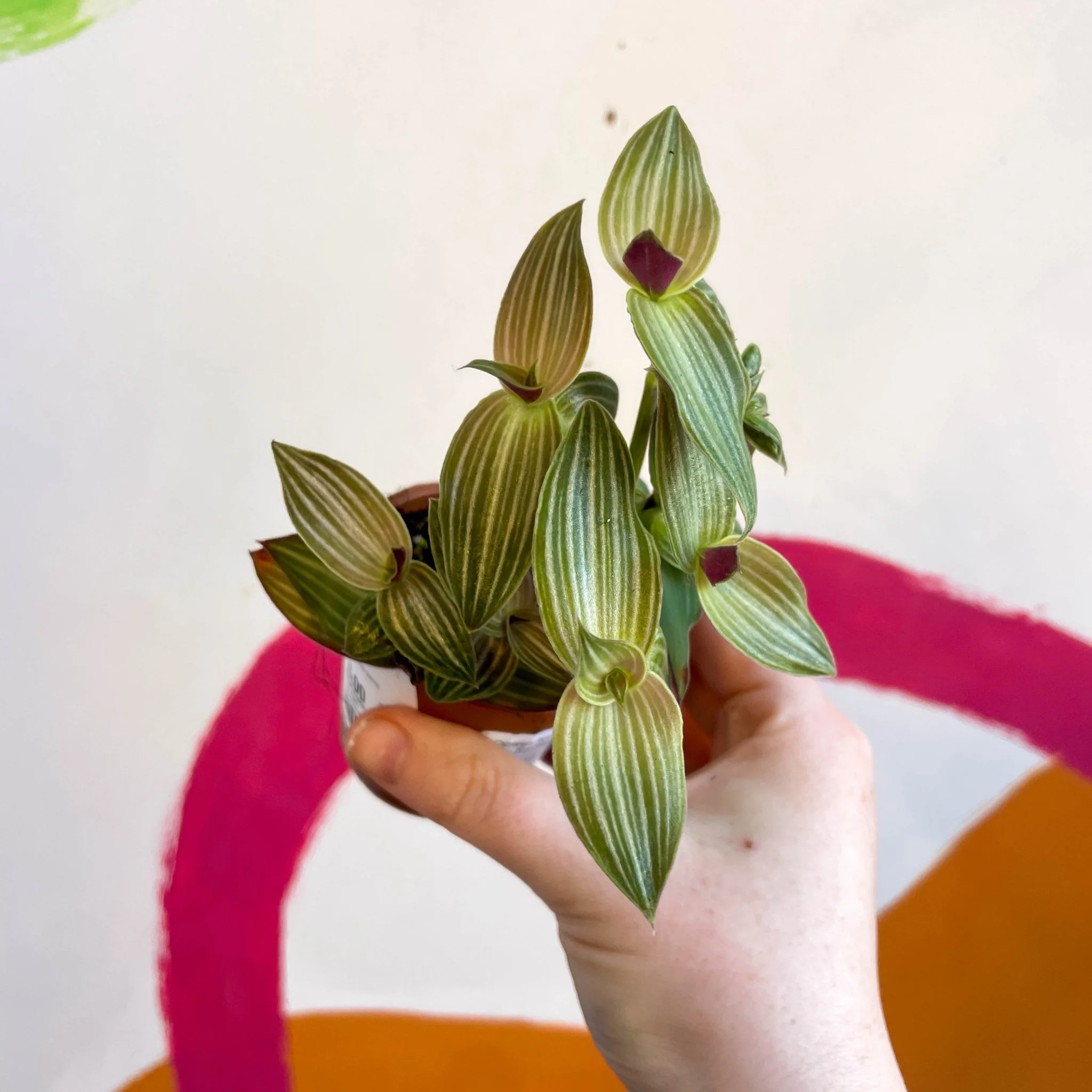 Striped Inch Plant - Callisia gentlei variegated elegans - Welsh Grown - Image 2