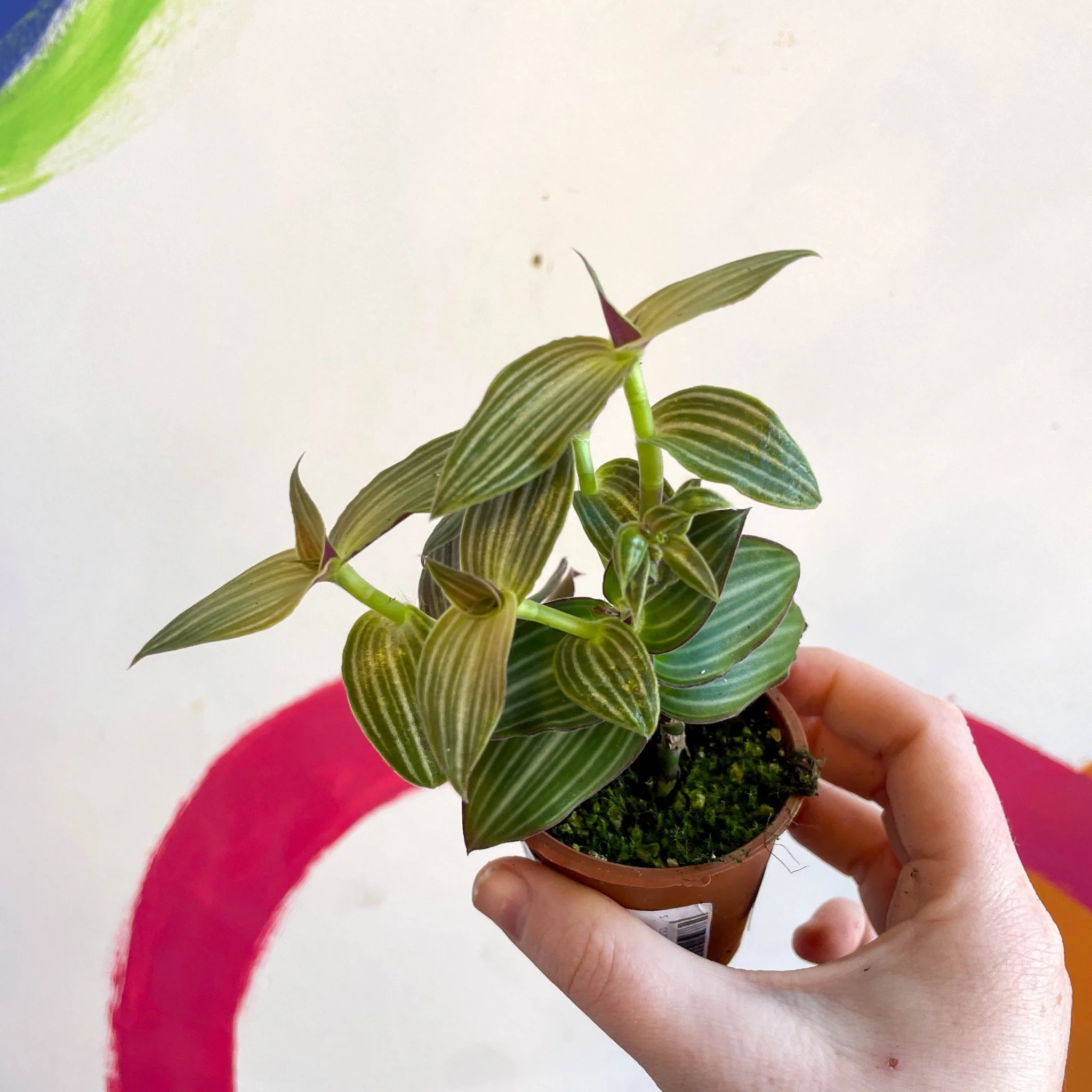 Striped Inch Plant - Callisia gentlei variegated elegans - Welsh Grown - Image 3