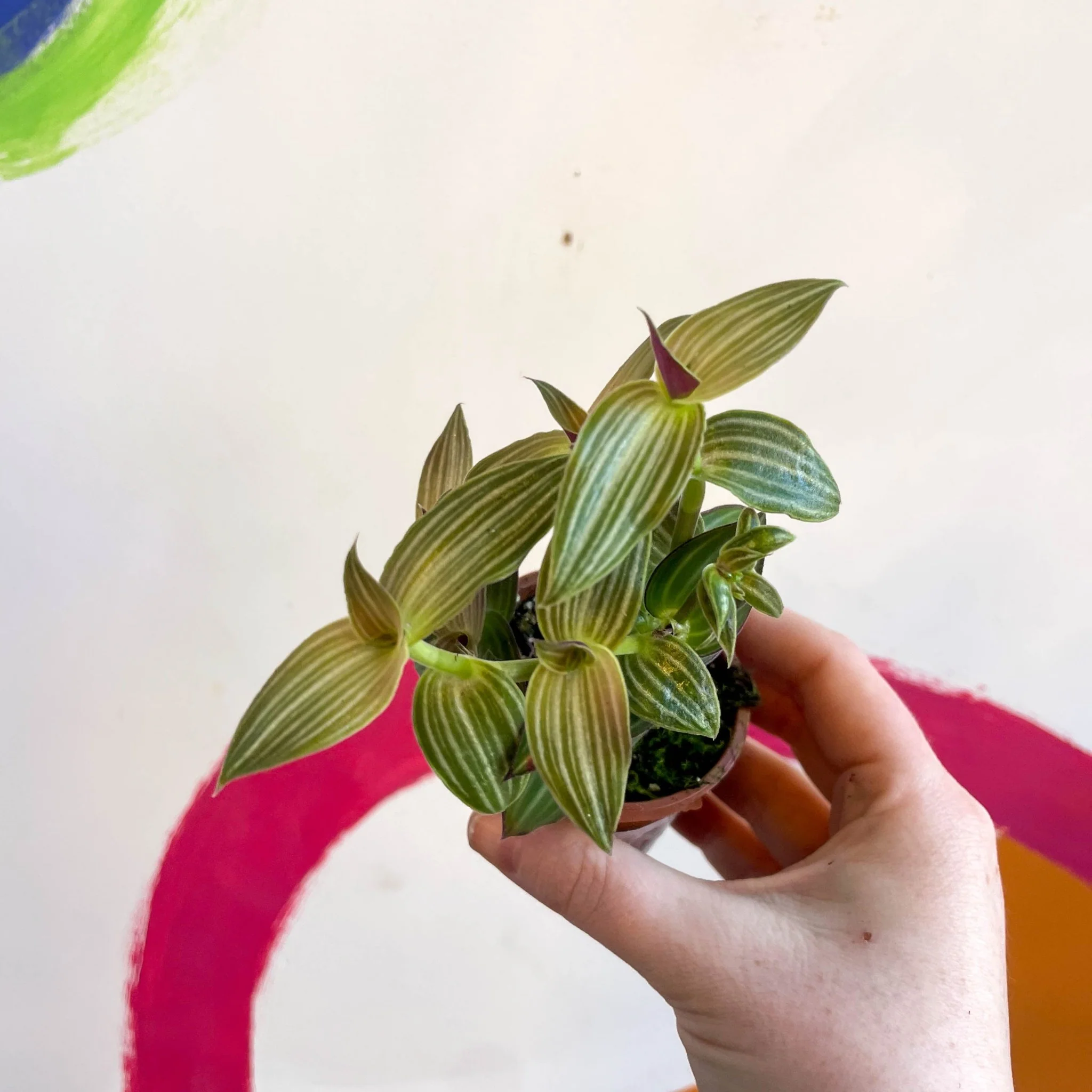 Striped Inch Plant - Callisia gentlei variegated elegans - Welsh Grown - Image 4