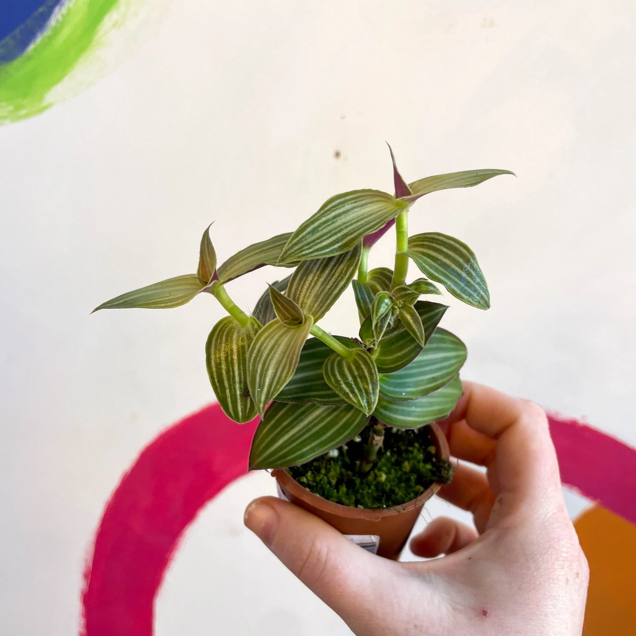 Striped Inch Plant - Callisia gentlei variegated elegans - Welsh Grown - Image 5