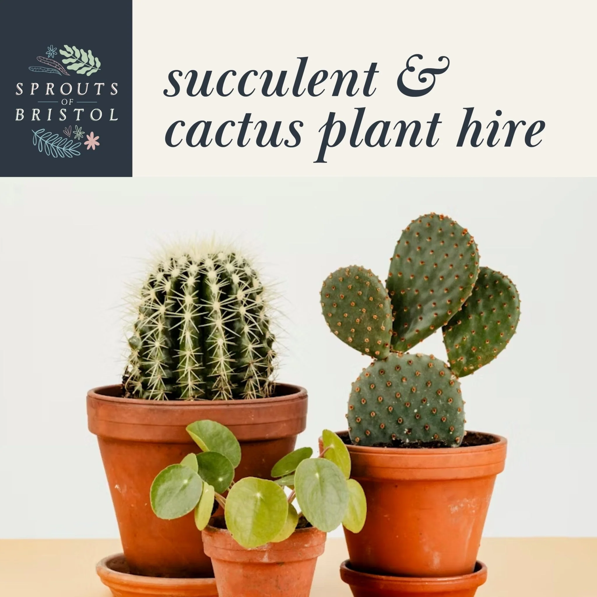 Succulent & Cactus Plant Hire – Quirky & Low-Maintenance