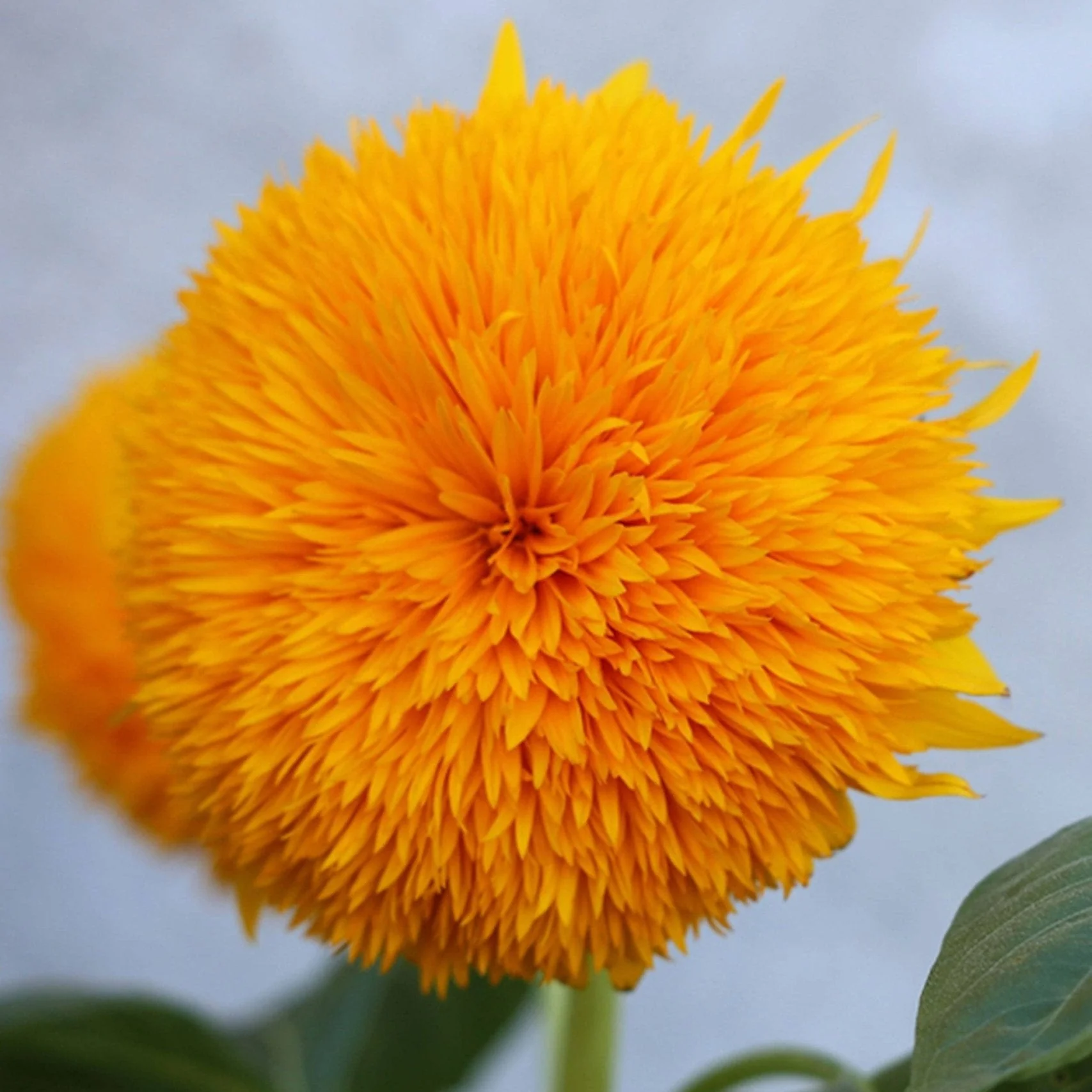 Sunflower (Helianthus annuus) ‘Teddy Bear’ Seeds