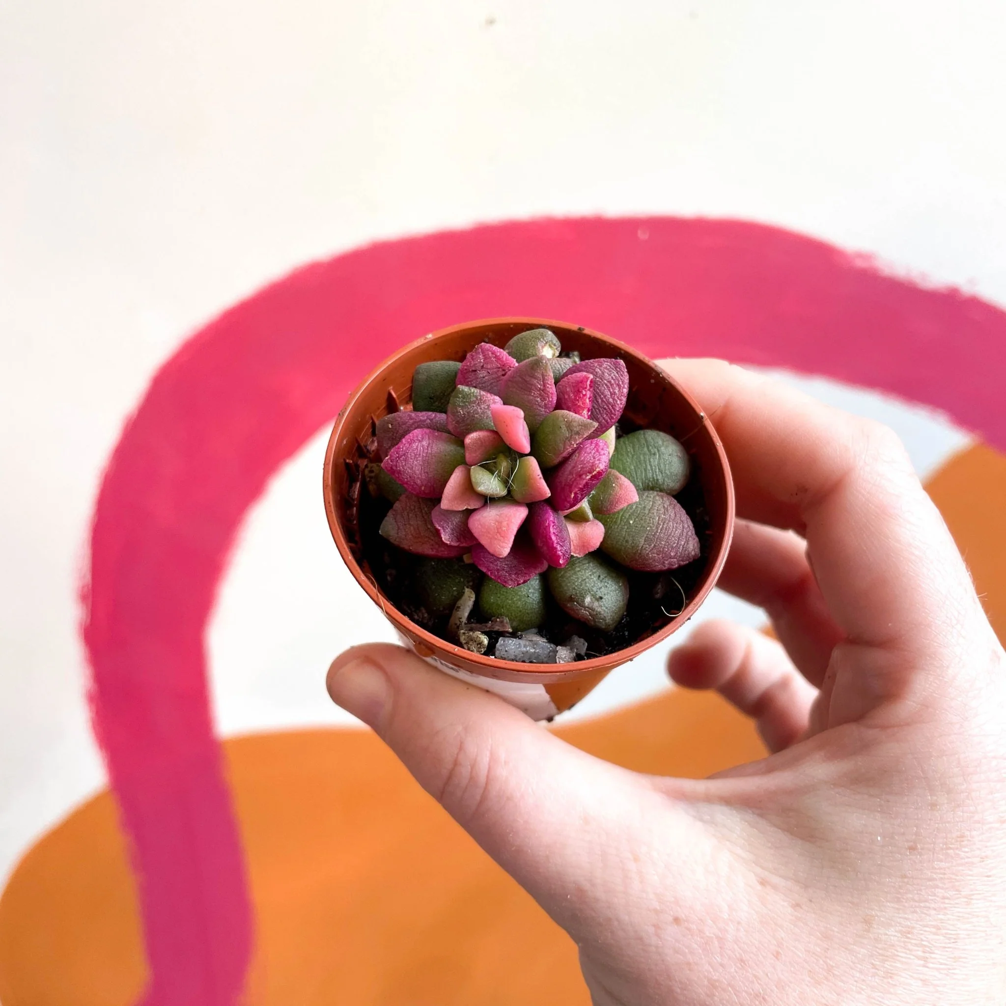 Sunrise Succulent - Anacampseros rufescens ‘Sunrise’