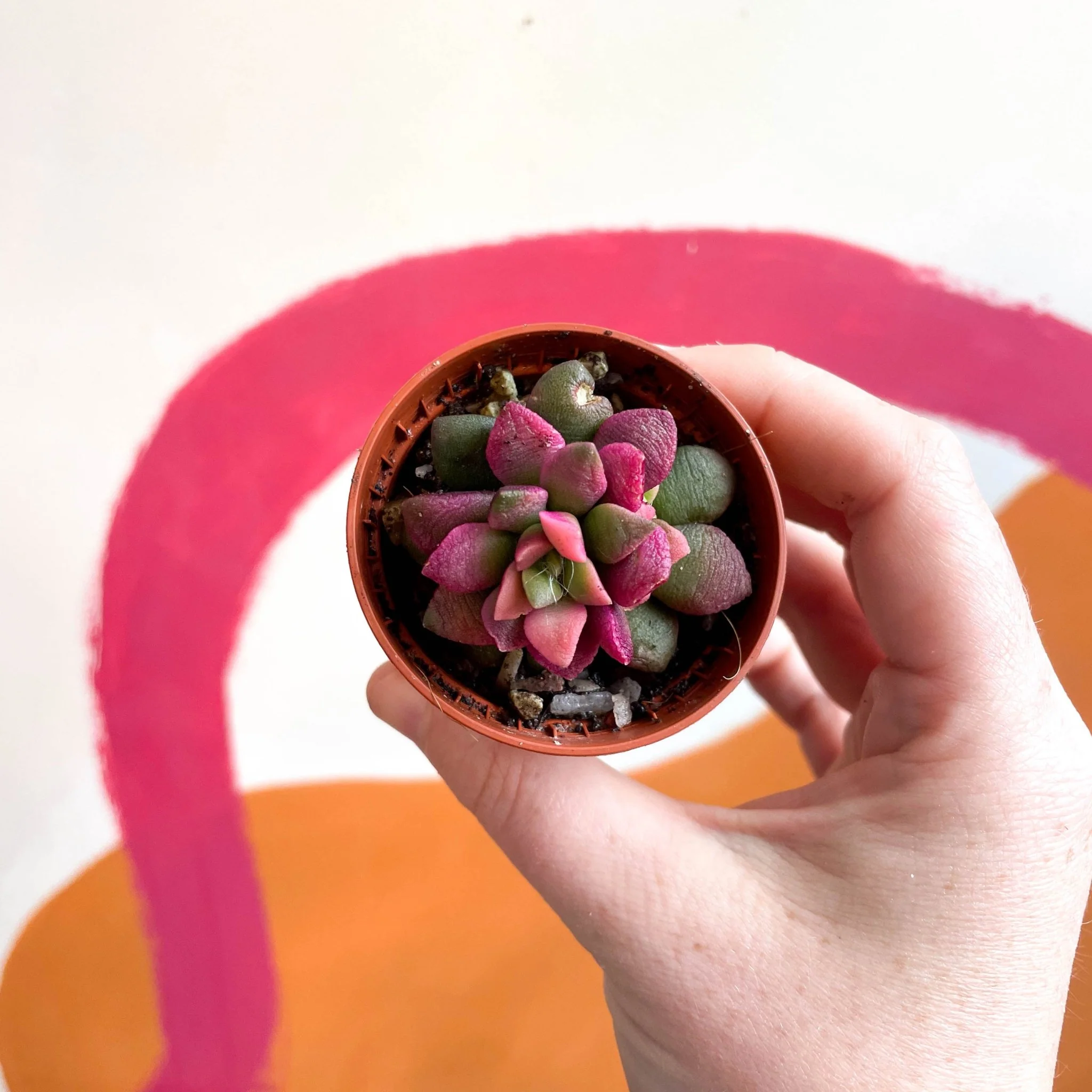 Sunrise Succulent - Anacampseros rufescens ‘Sunrise’ - Image 2