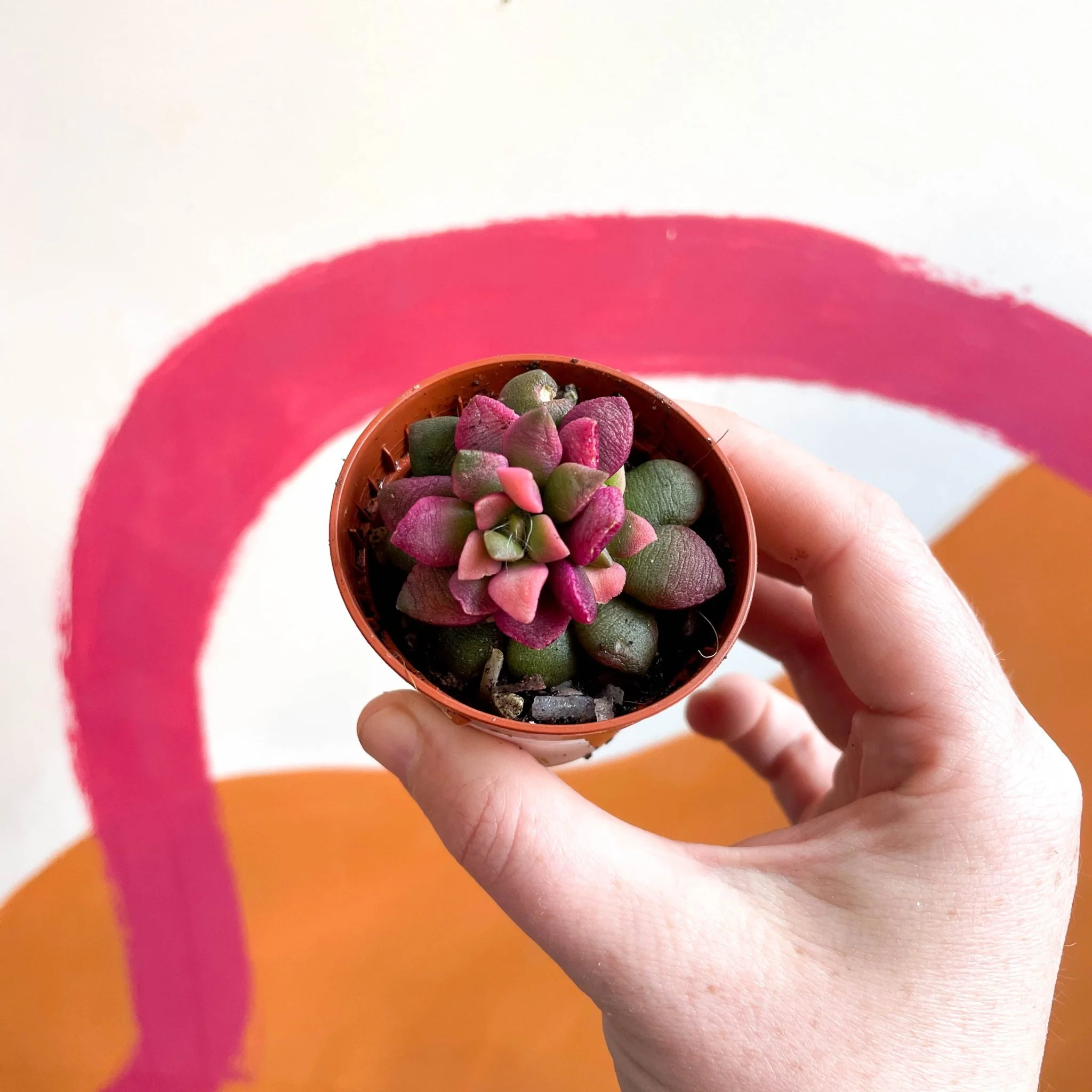 Sunrise Succulent - Anacampseros rufescens ‘Sunrise’ - Image 3