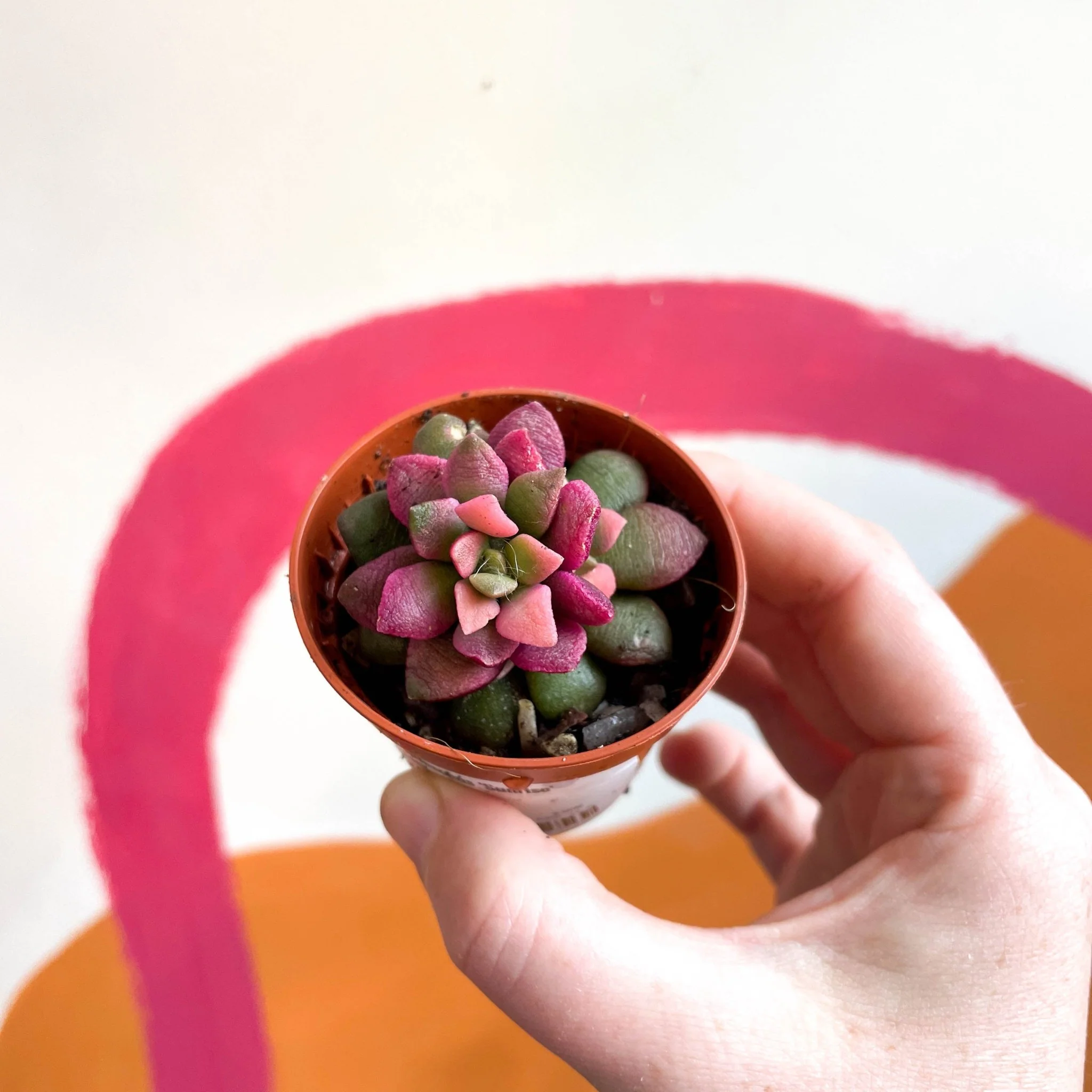 Sunrise Succulent - Anacampseros rufescens ‘Sunrise’ - Image 4