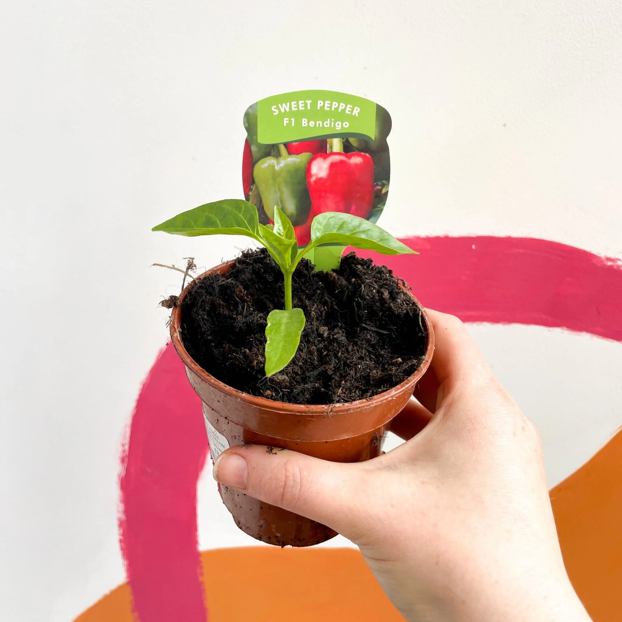 Sweet Pepper - Capsicum annuum 'Bendigo' F1 - British Grown