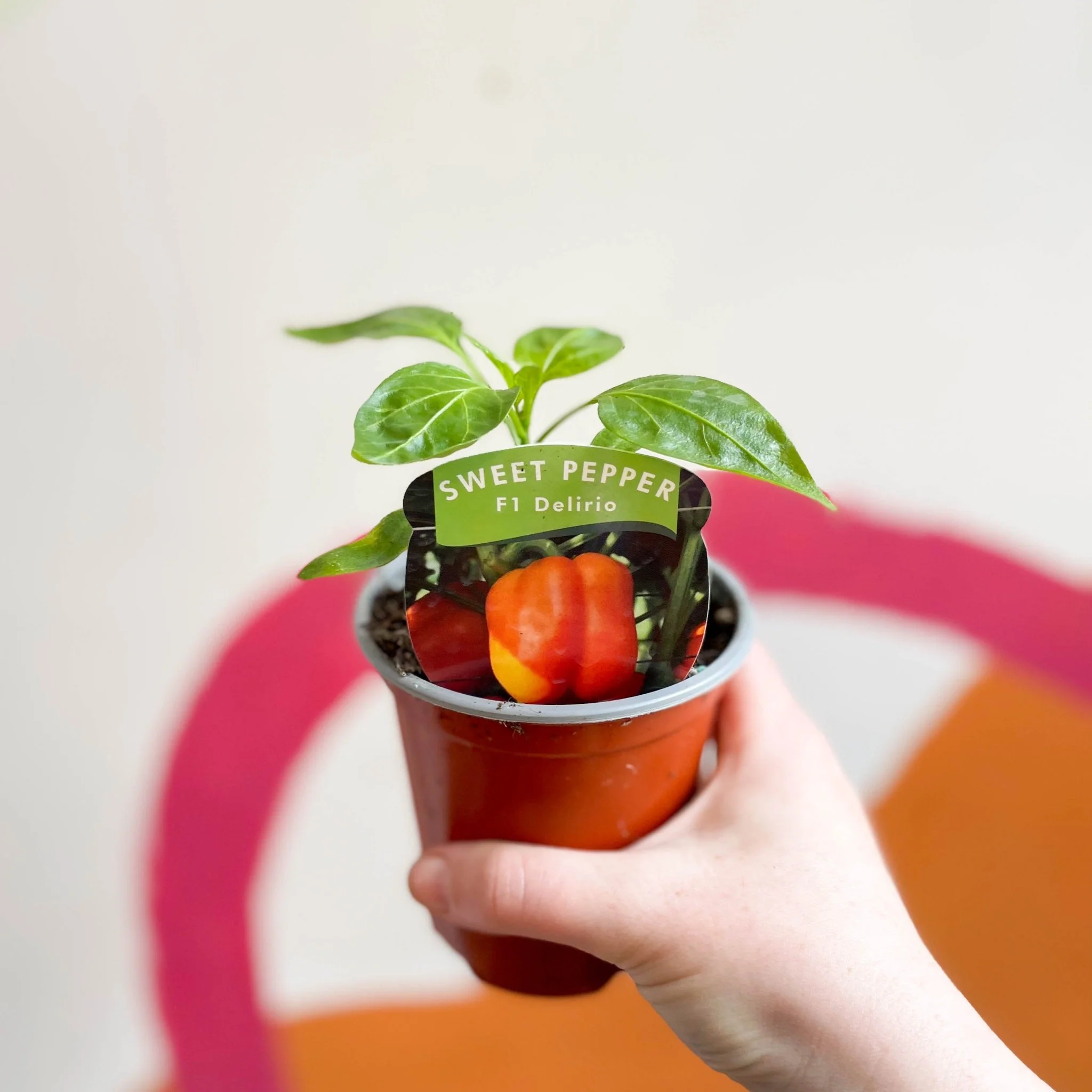 Sweet Pepper - Capsicum annuum 'Delirio' F1 - British Grown