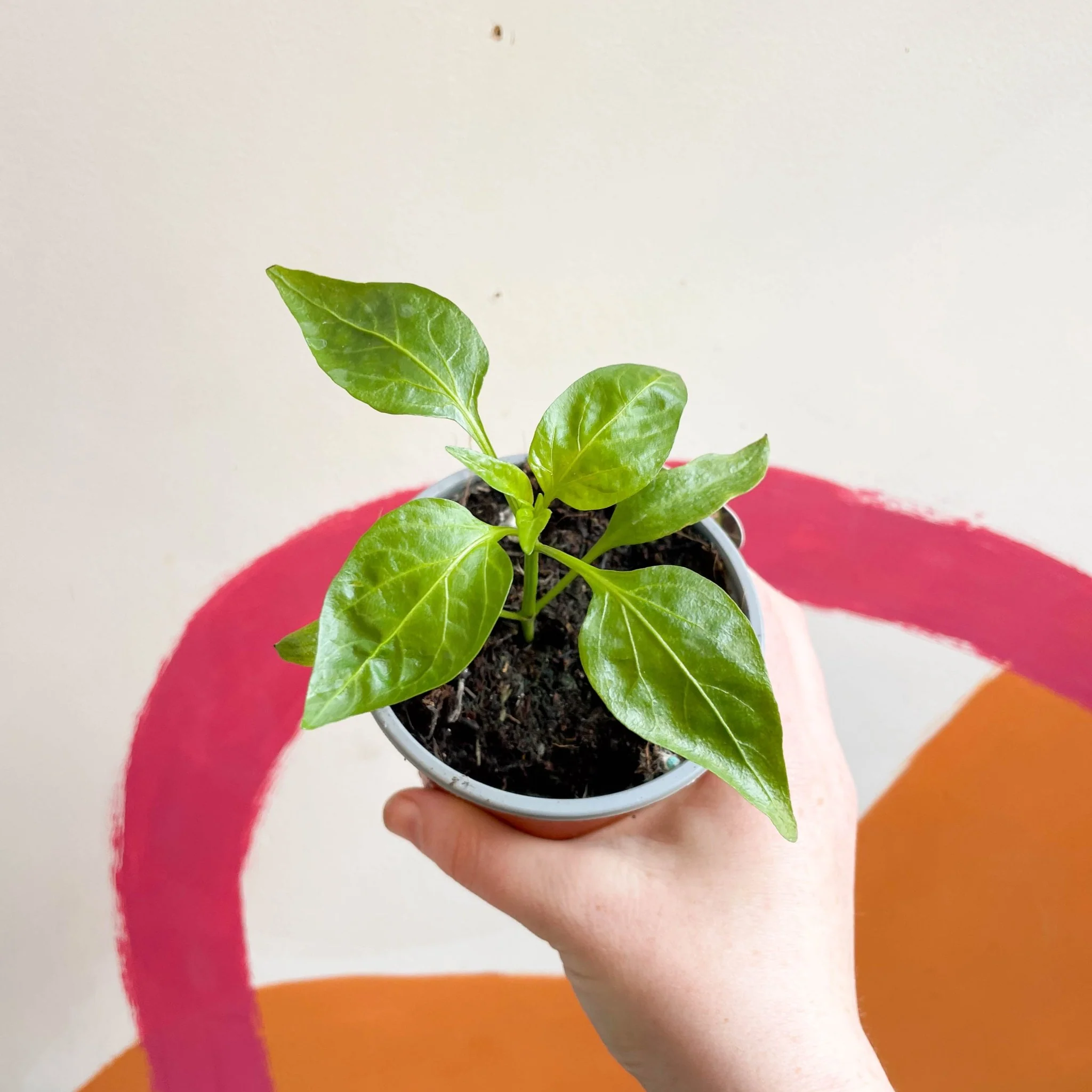 Sweet Pepper - Capsicum annuum 'Delirio' F1 - British Grown - Image 2