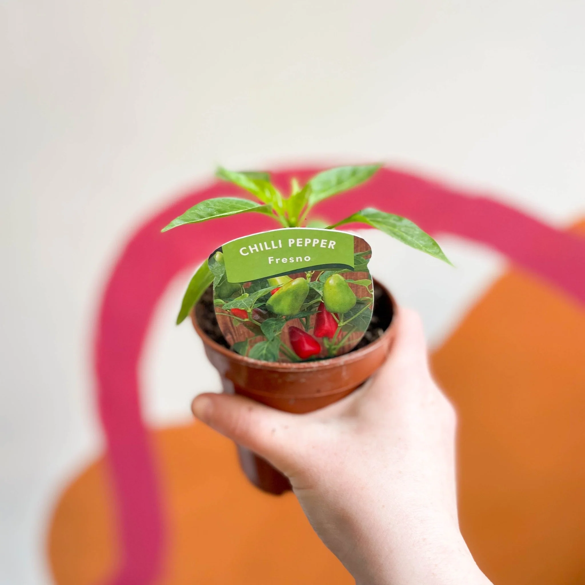 Chilli Pepper - Capsicum annuum 'Fresno' - British Grown
