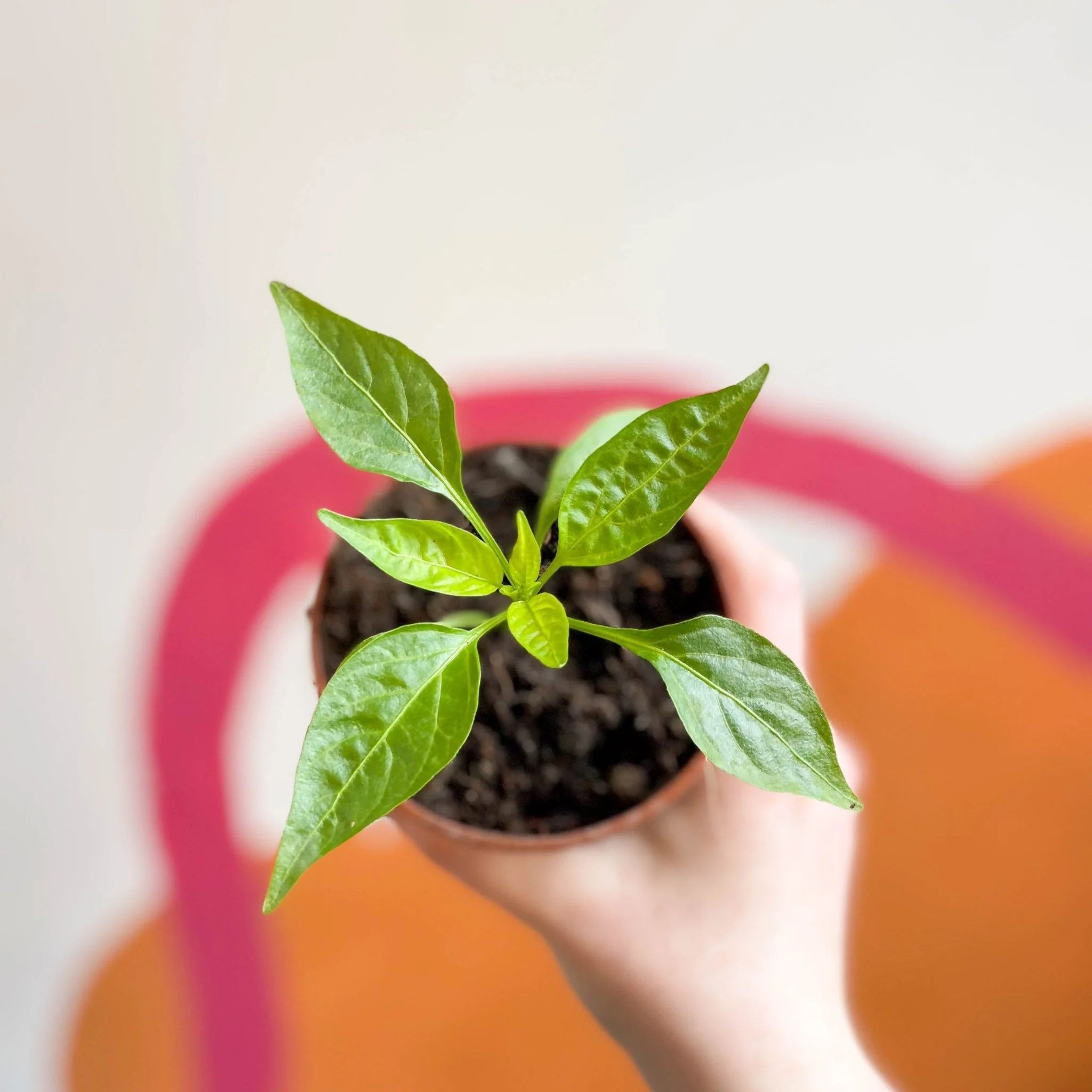 Chilli Pepper - Capsicum annuum 'Fresno' - British Grown - Image 2