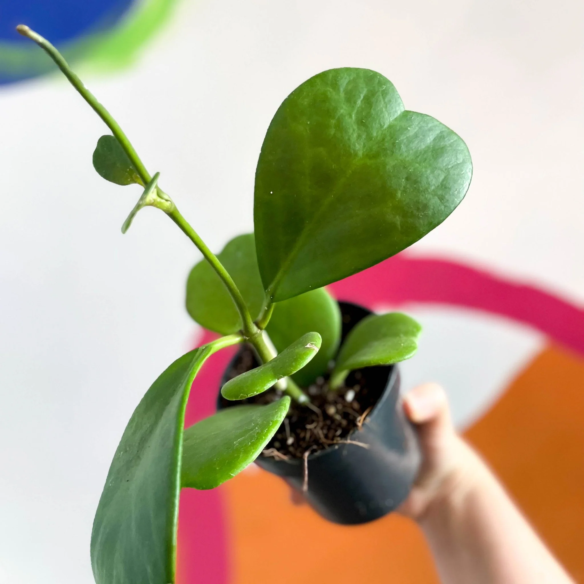Hoya kerrii - Sweetheart Plant - Image 2