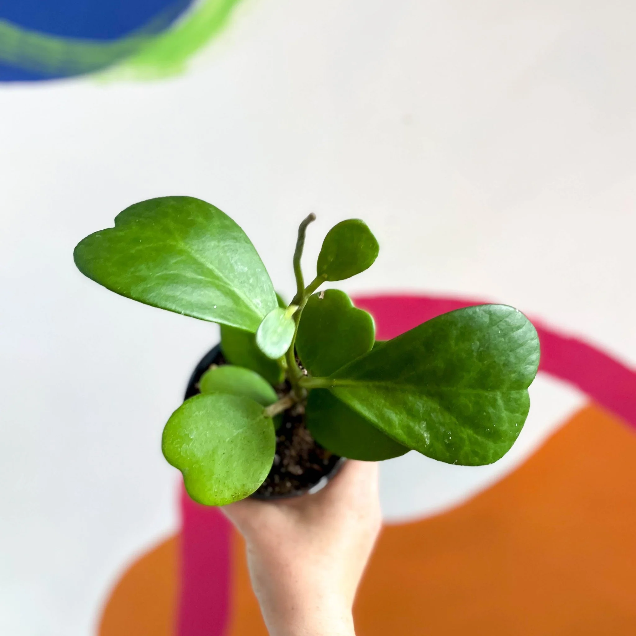 Hoya kerrii - Sweetheart Plant - Image 3