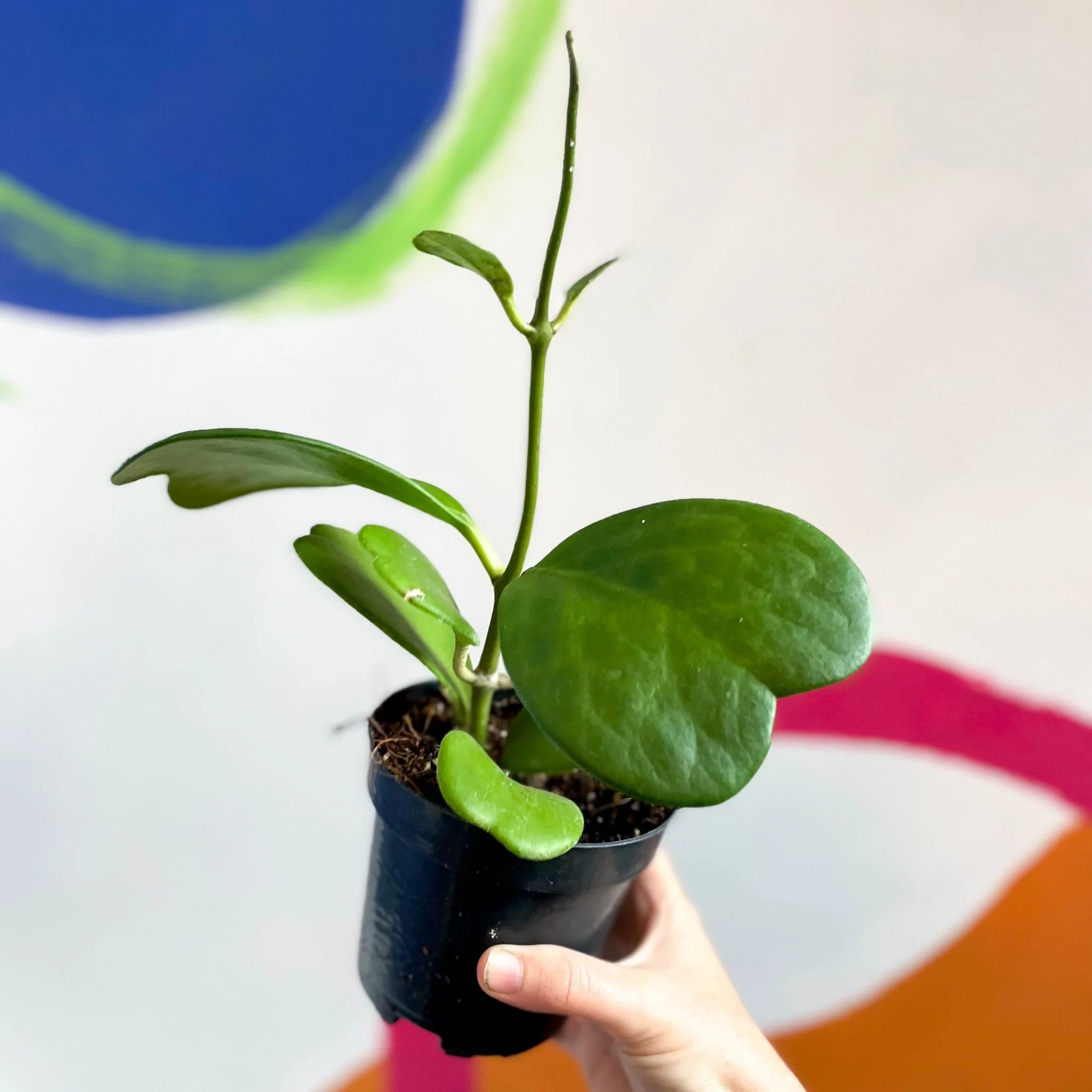 Hoya kerrii - Sweetheart Plant - Image 4
