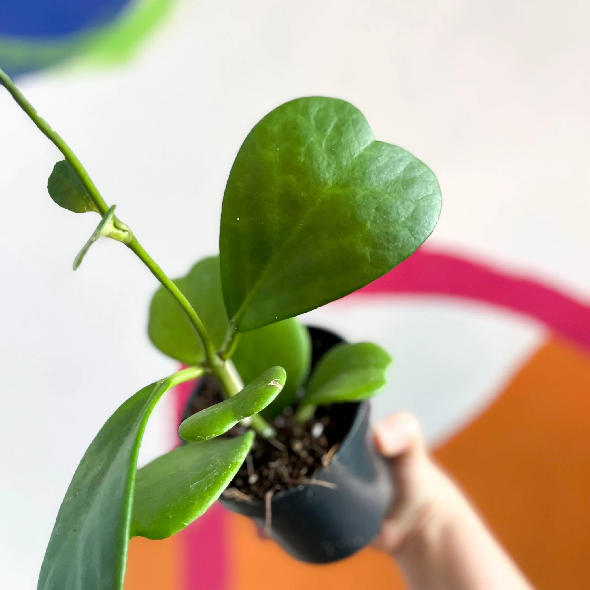 Hoya kerrii - Sweetheart Plant - Image 8
