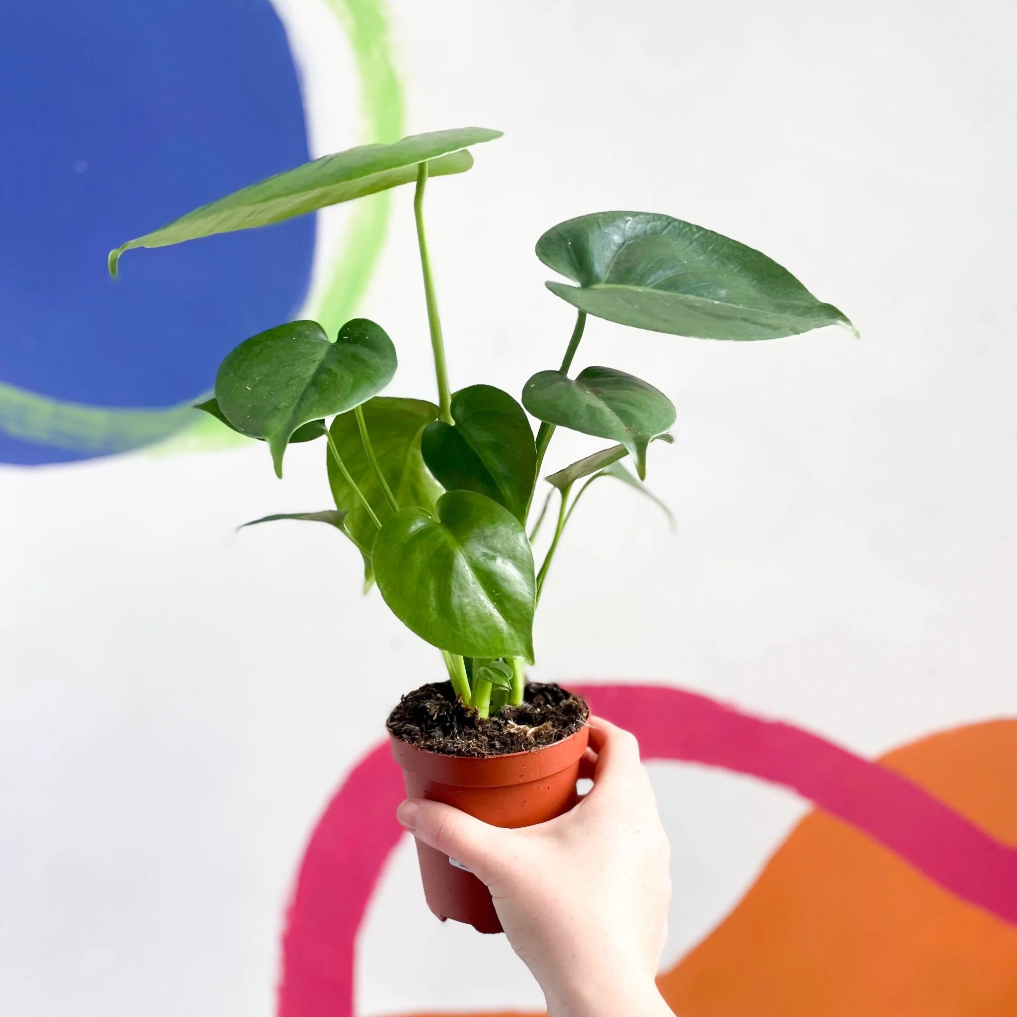 Monstera deliciosa - Swiss Cheese Plant - Image 10