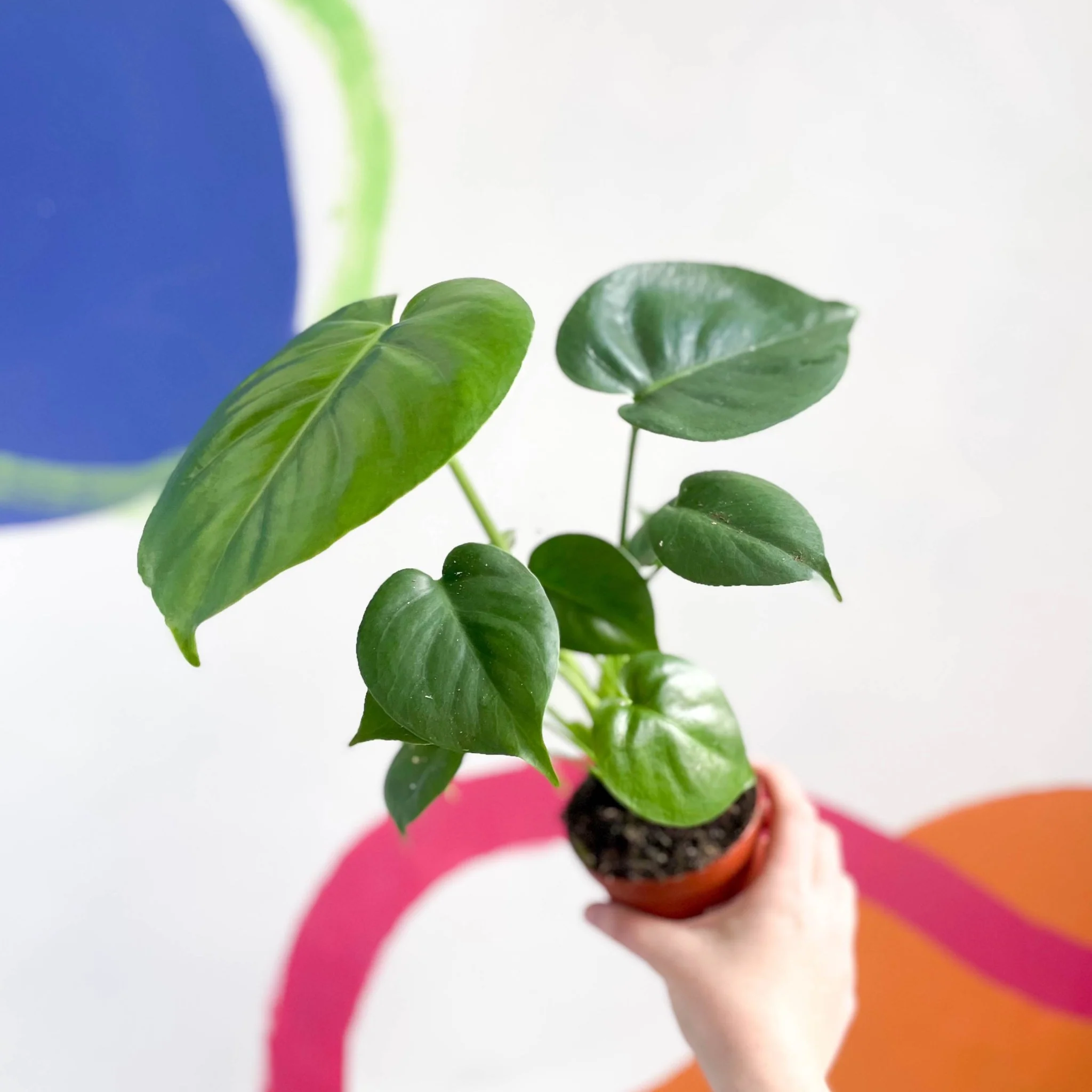 Monstera deliciosa - Swiss Cheese Plant - Image 11