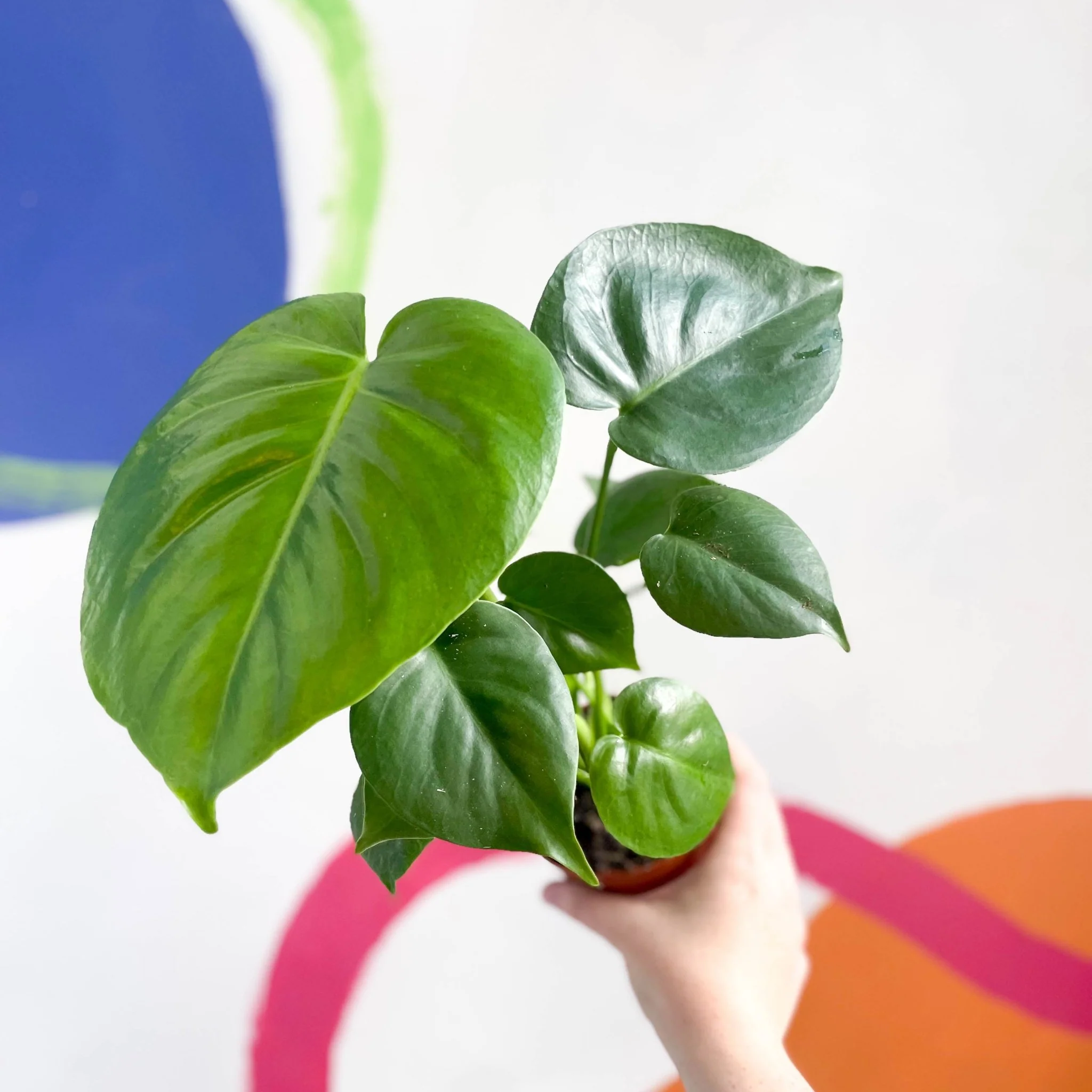 Monstera deliciosa - Swiss Cheese Plant - Image 12