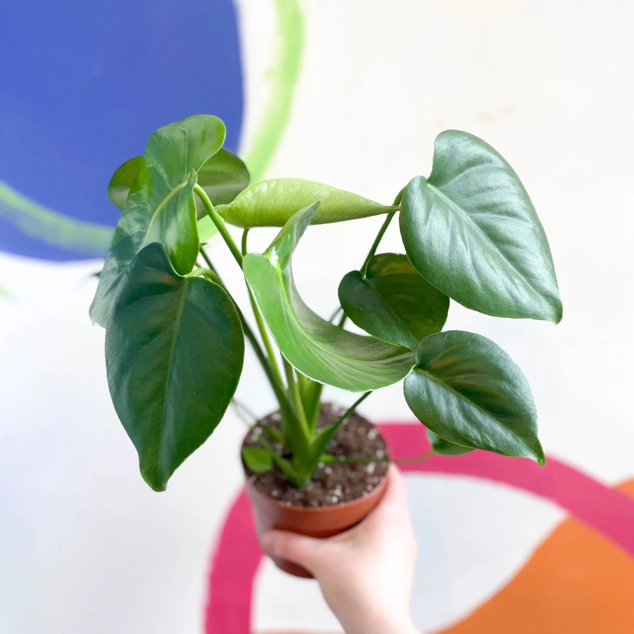Monstera deliciosa - Swiss Cheese Plant - Image 13