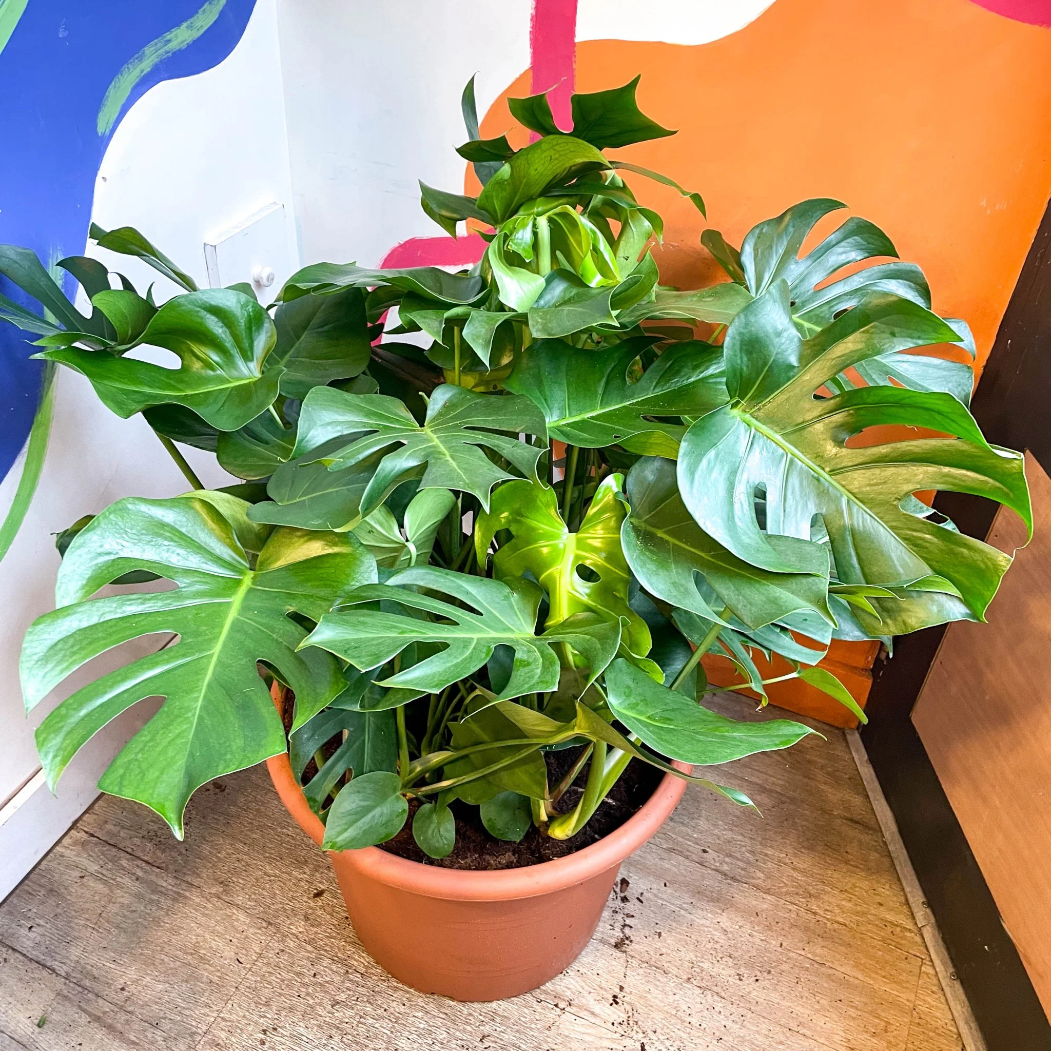 Monstera deliciosa - Swiss Cheese Plant - Image 14