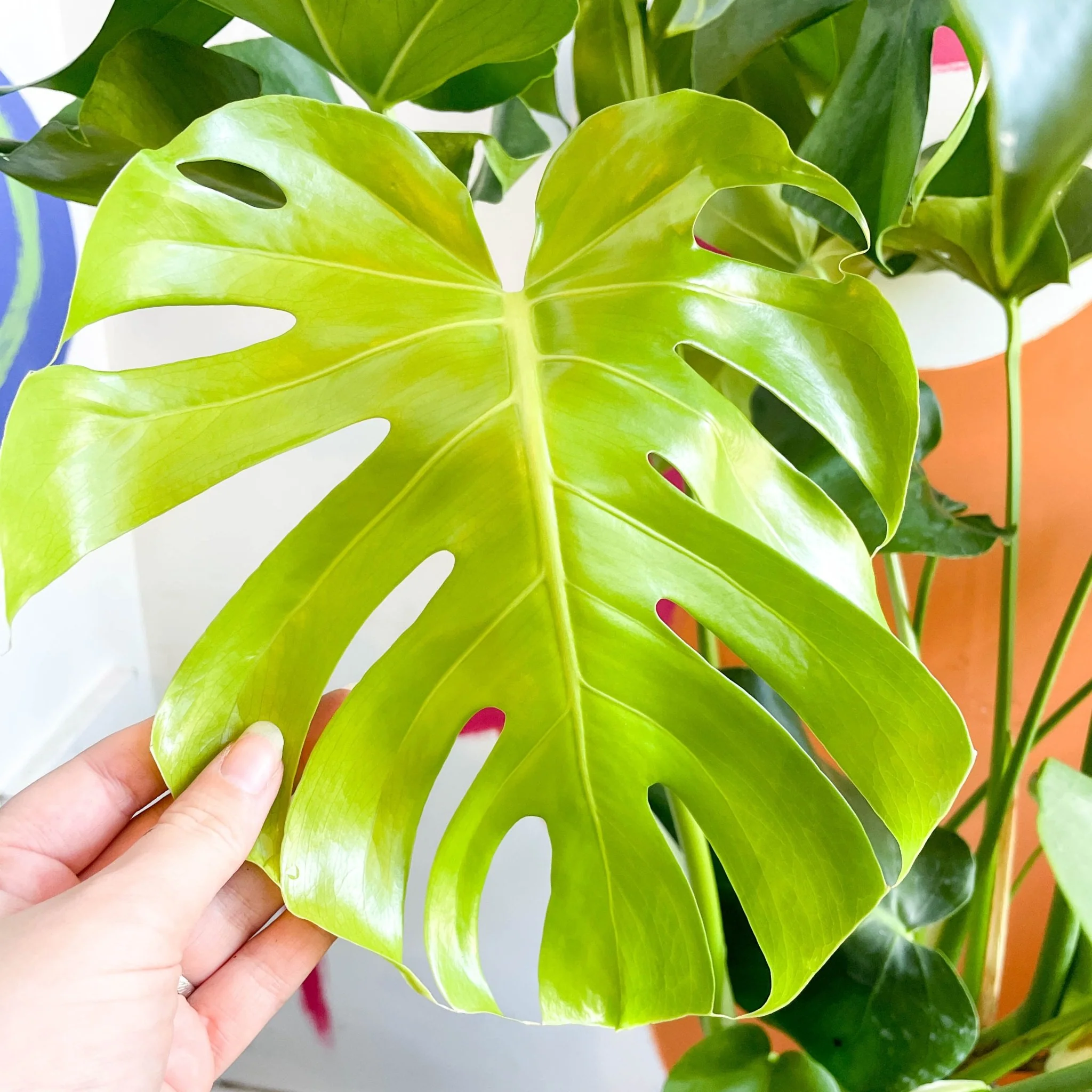 Monstera deliciosa - Swiss Cheese Plant - Image 3