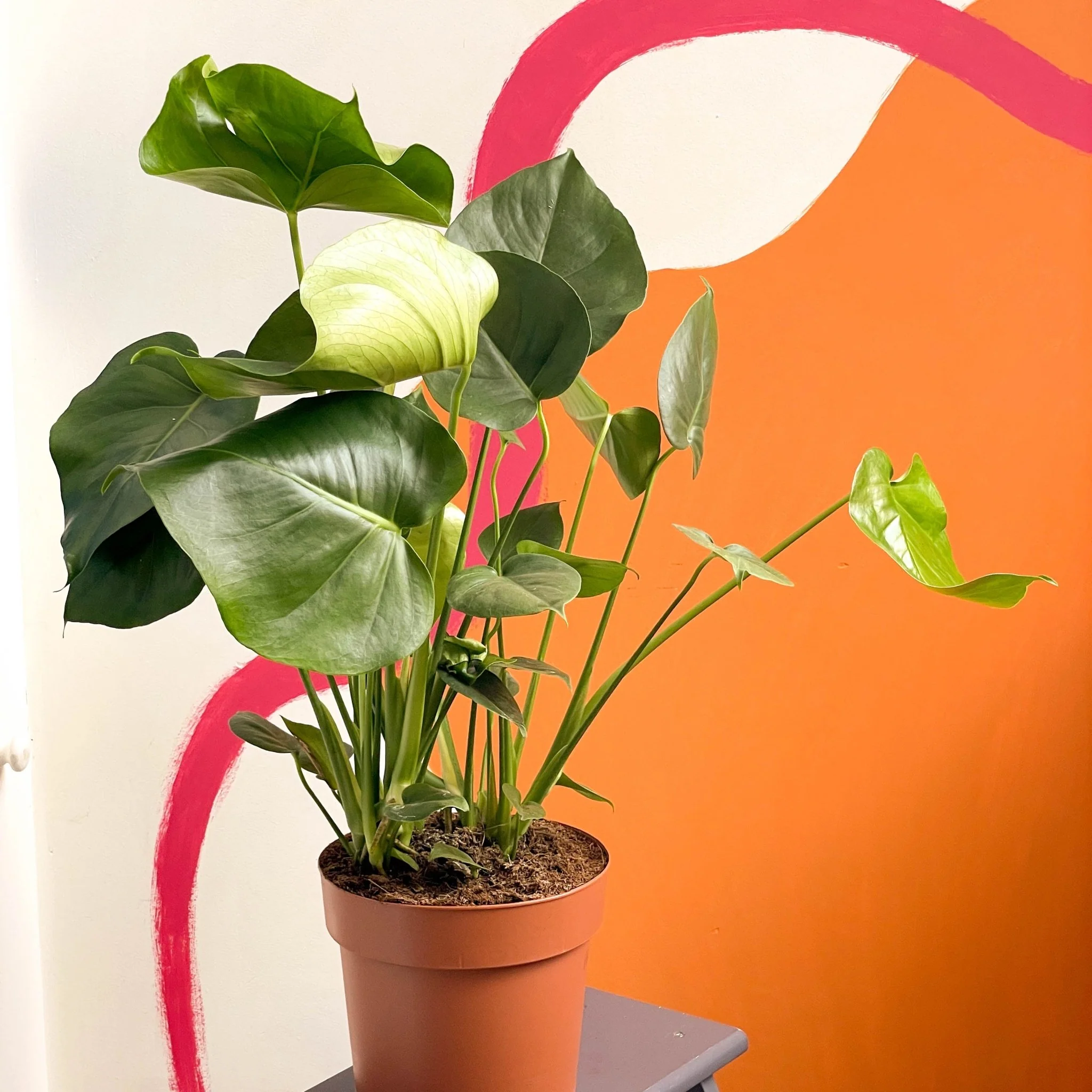 Monstera deliciosa - Swiss Cheese Plant - Image 4