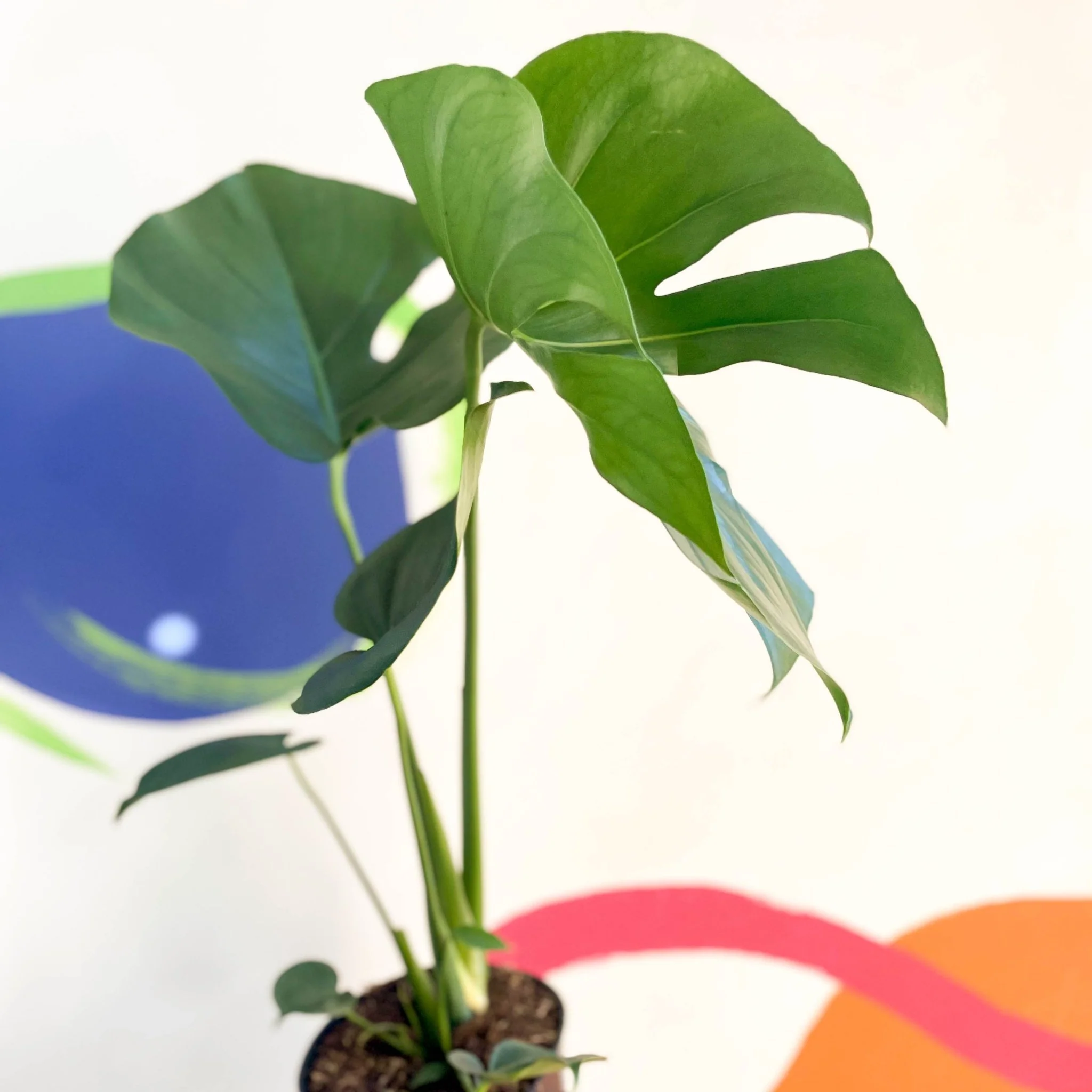 Monstera deliciosa - Swiss Cheese Plant - Image 5