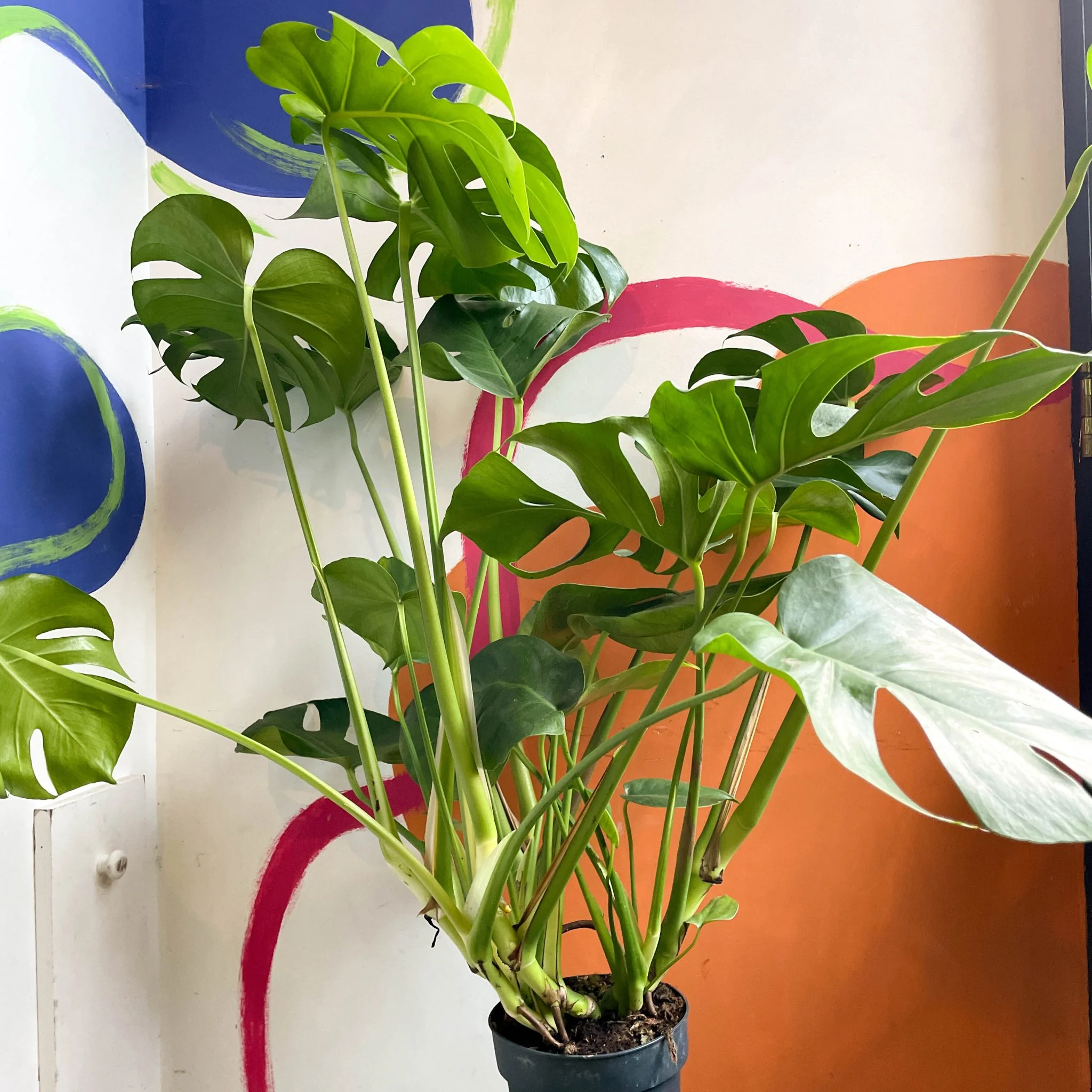 Monstera deliciosa - Swiss Cheese Plant - Image 6